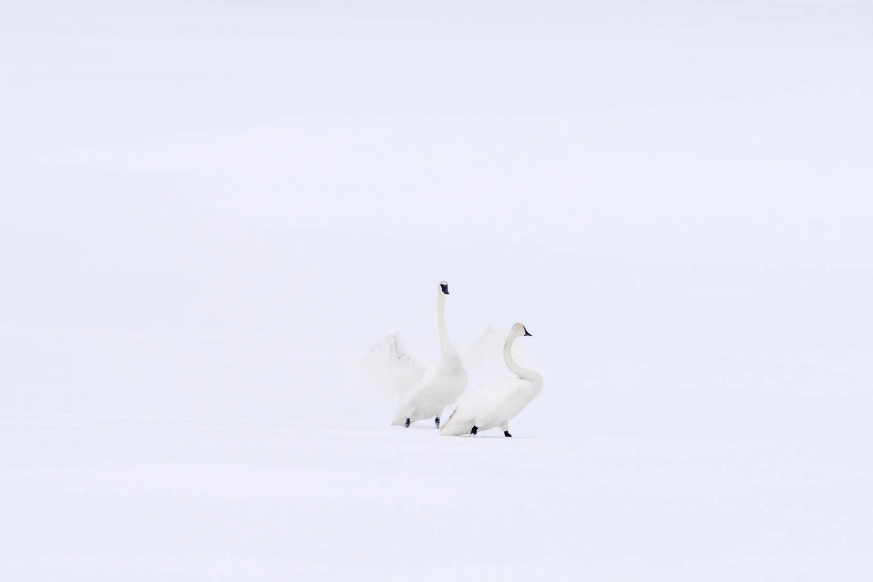 Yellowstone National Park Winter Landscape and Wildlife Photography-82.jpg