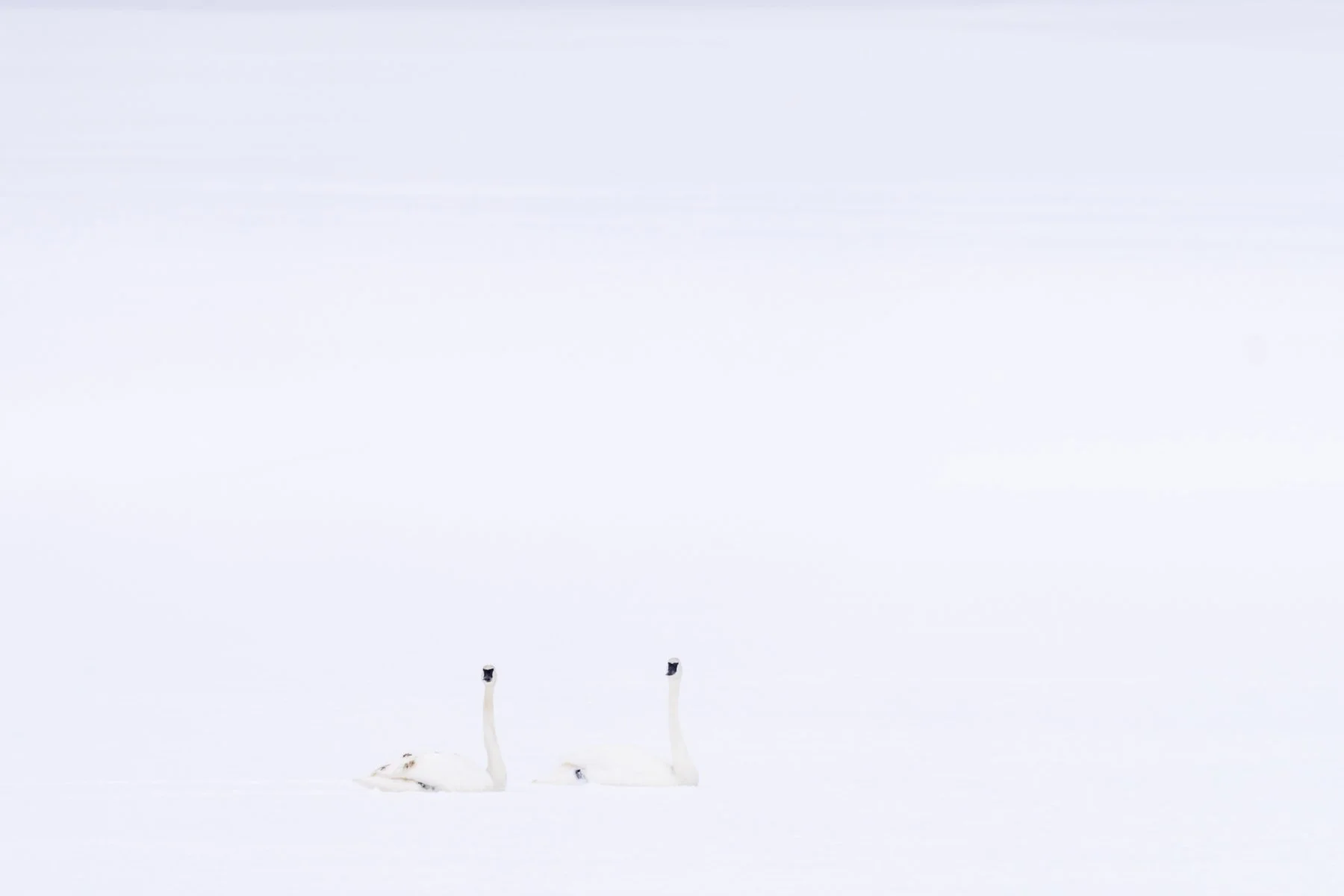 Yellowstone National Park Winter Landscape and Wildlife Photography-83.jpg