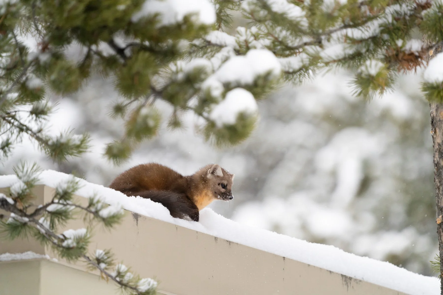 Yellowstone National Park Winter Landscape and Wildlife Photography-84.jpg