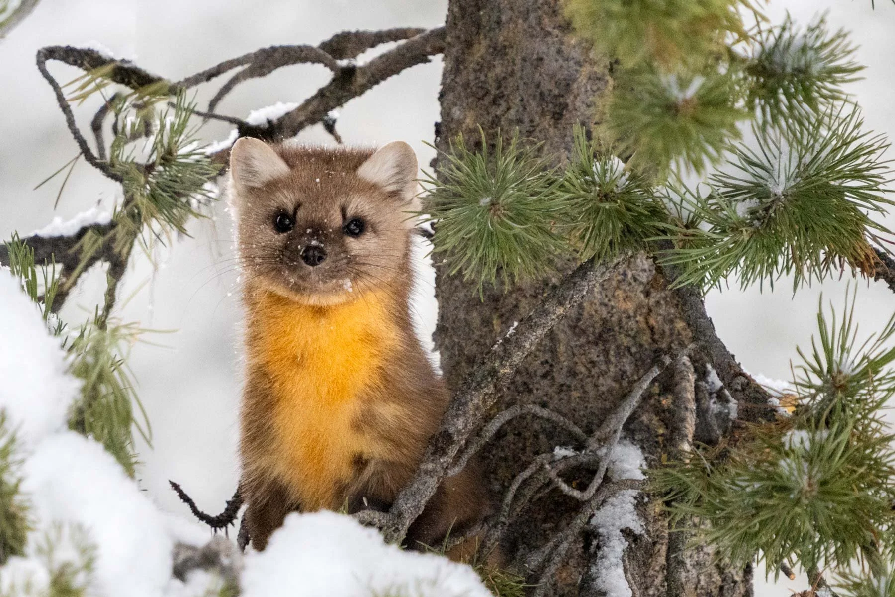 Yellowstone National Park Winter Landscape and Wildlife Photography-85.jpg
