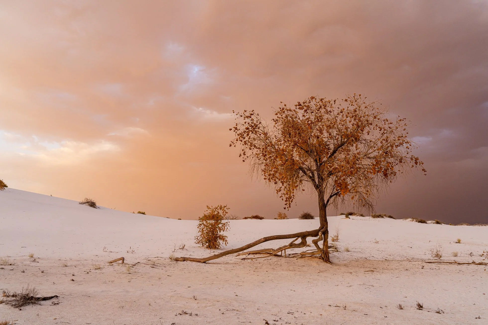 Dust storm skies made for quite a sunset at White Sands National Park when I visited last fall with my friend @allyfrantzphotography and @sonyalphafemale. 

As the desert winds whipped up the fine sand, the atmosphere caught the last light of the day