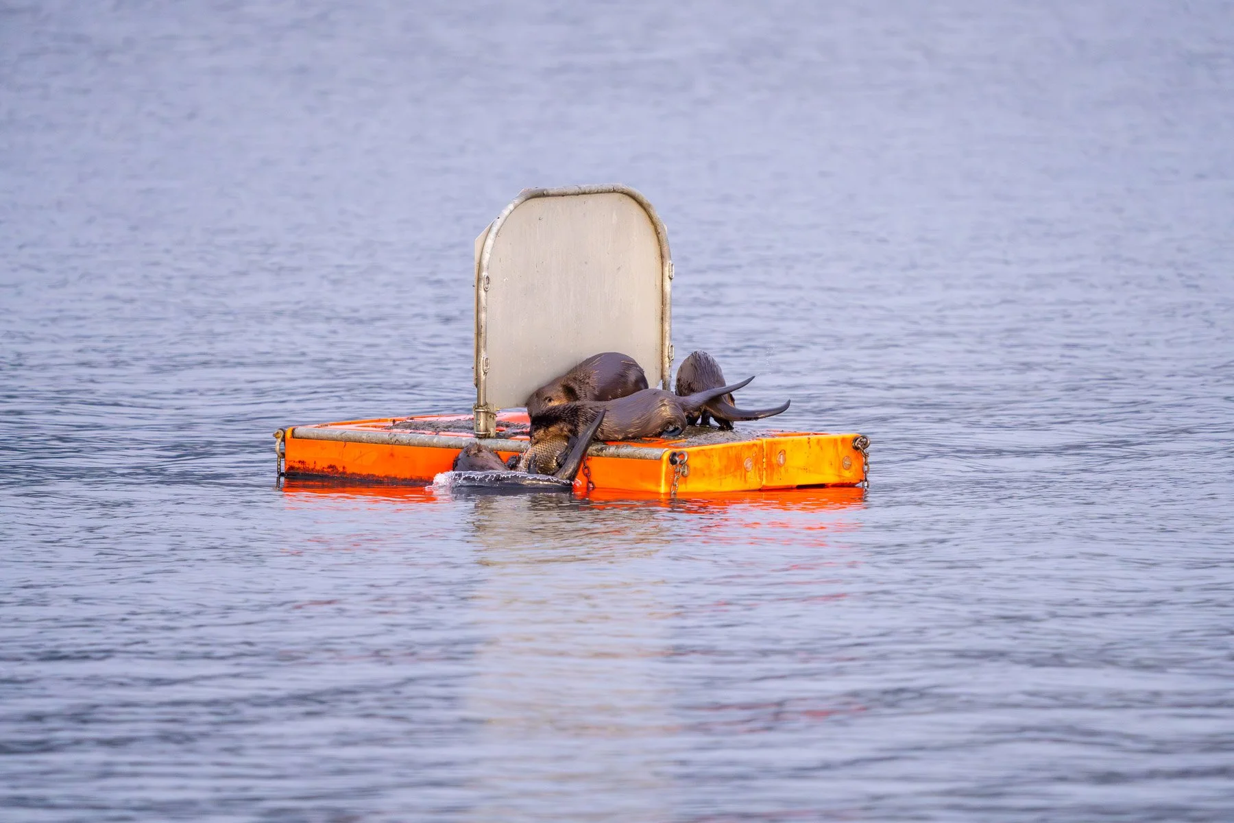 Otters with Fish Juanita Bay Park Kirkland-1.jpg