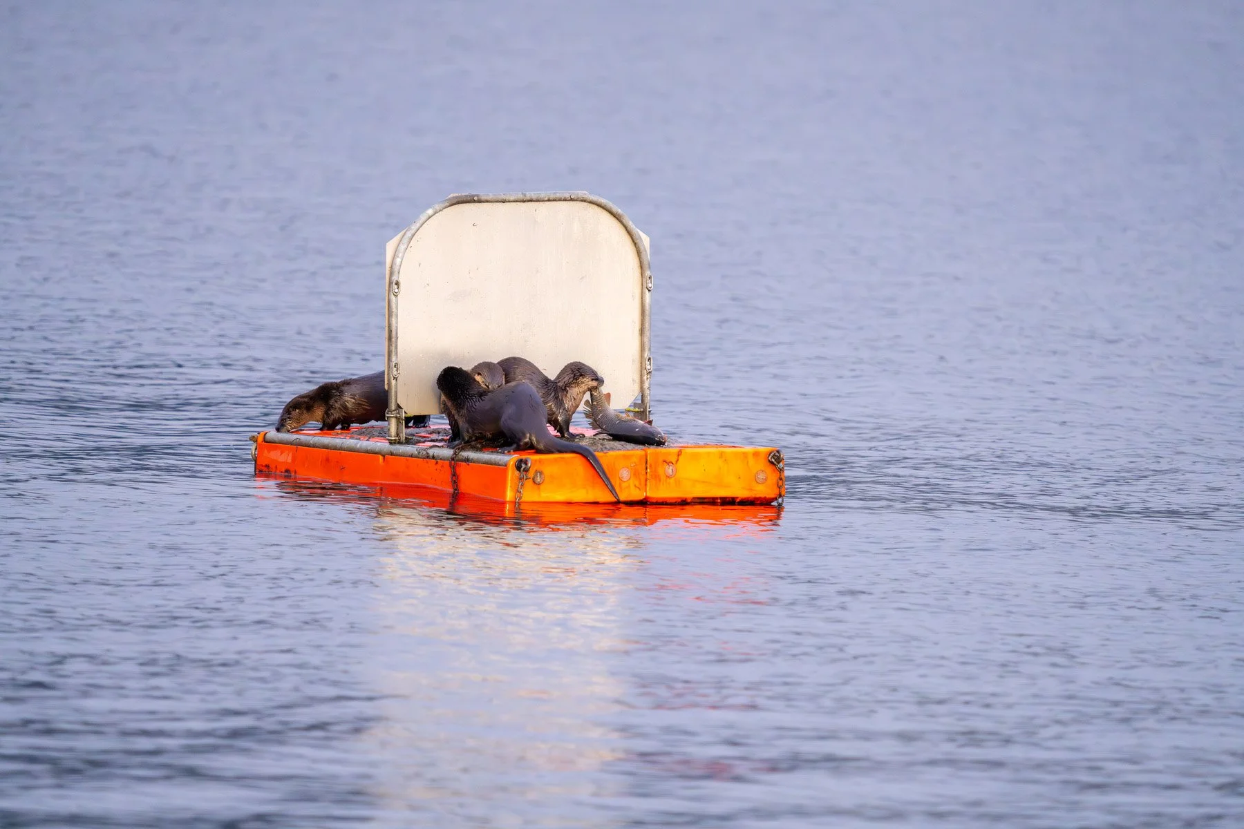 Otters with Fish Juanita Bay Park Kirkland-9.jpg