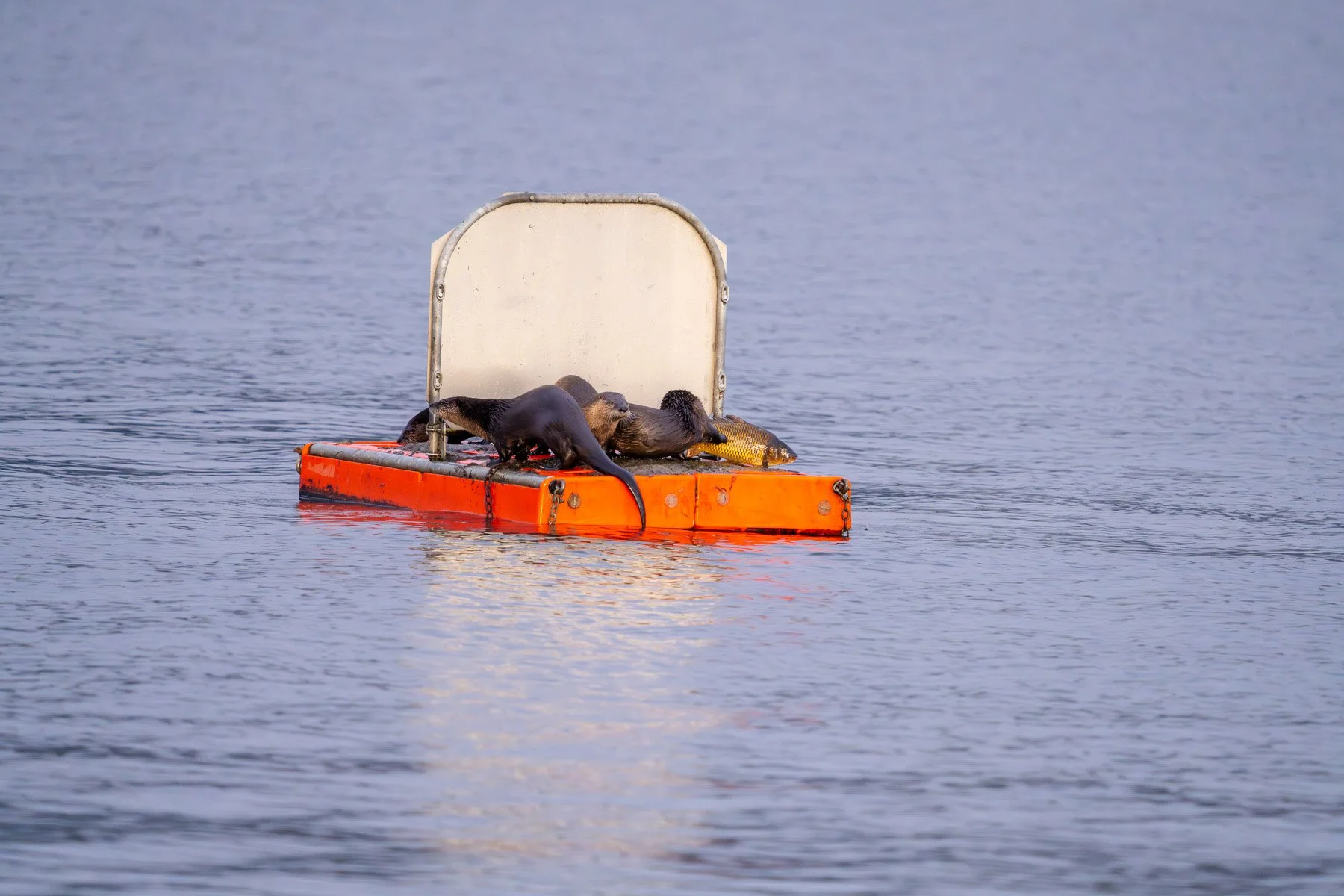 Otters with Fish Juanita Bay Park Kirkland-8.jpg