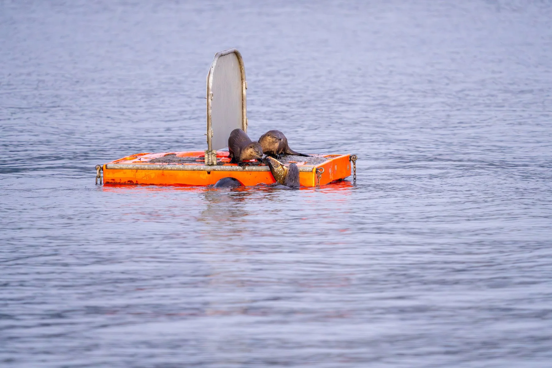 Otters with Fish Juanita Bay Park Kirkland-5.jpg