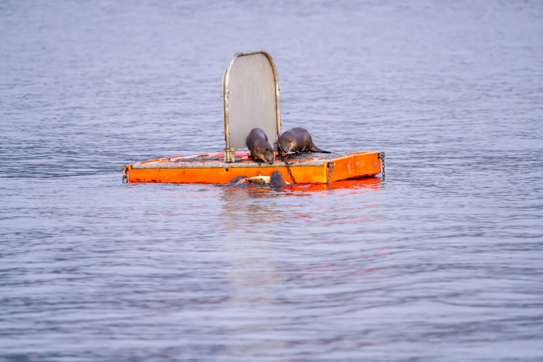 Otters with Fish Juanita Bay Park Kirkland-3.jpg