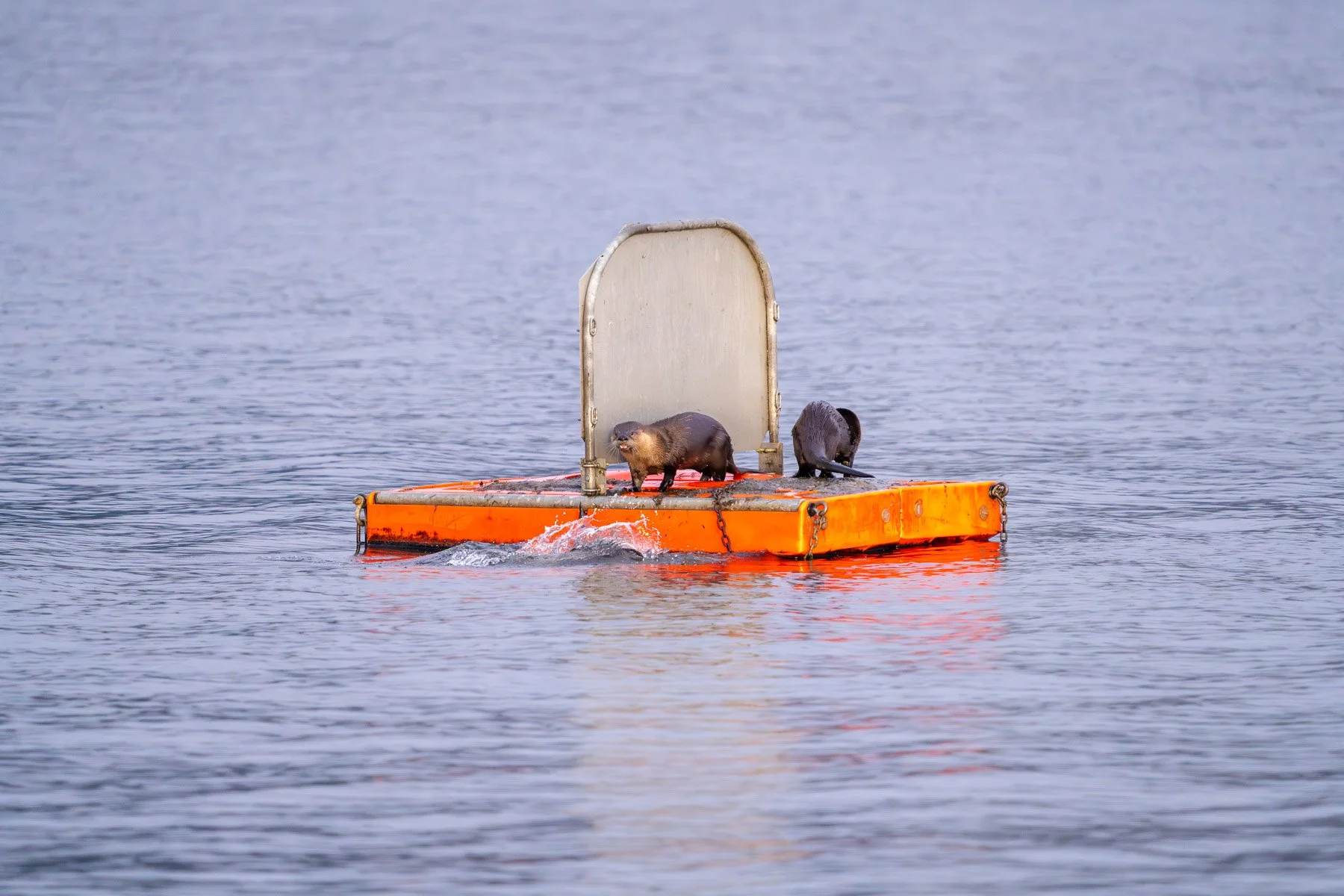 Otters with Fish Juanita Bay Park Kirkland-2.jpg