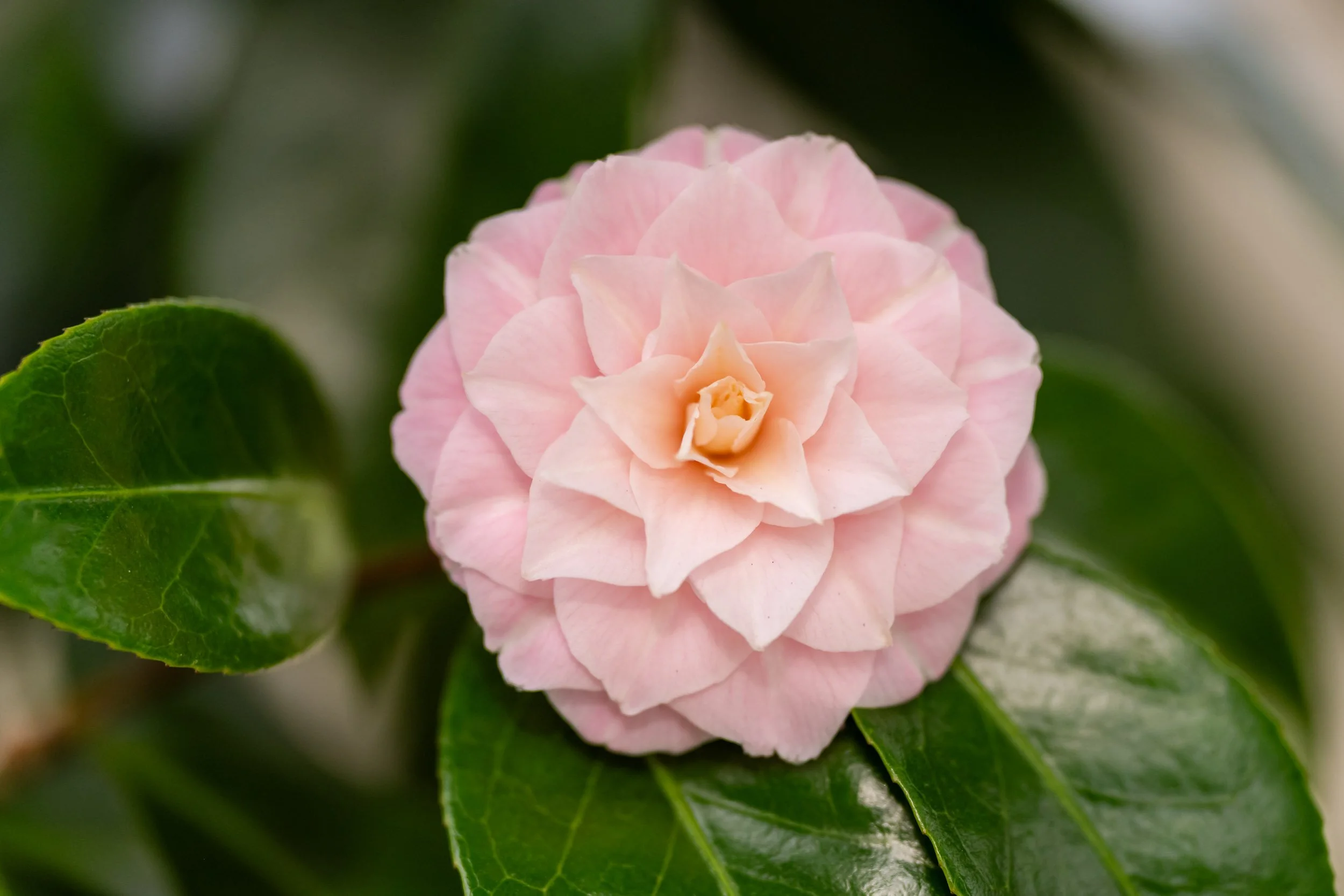Early Spring at the Ballard Botanical Garden