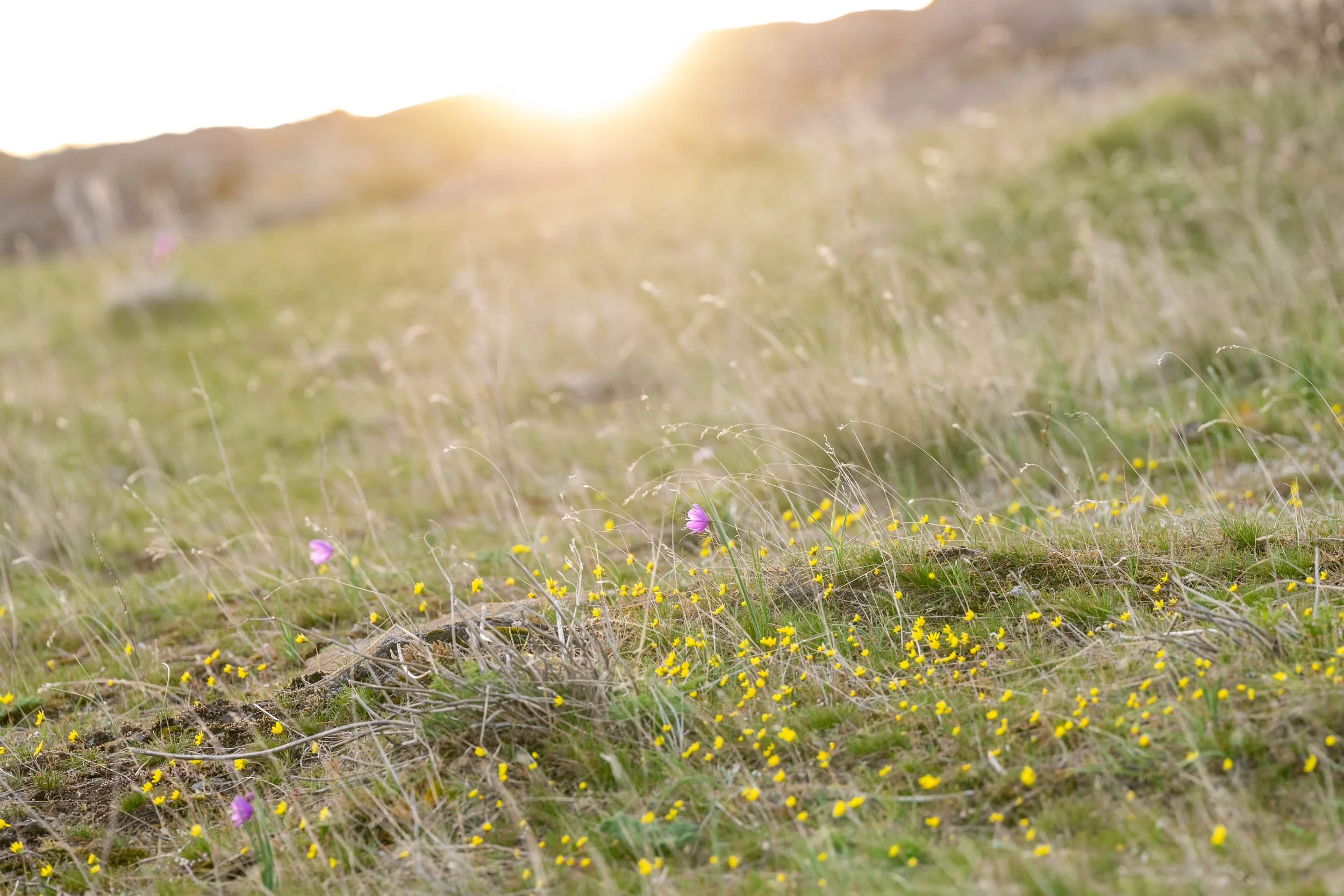 Early Season Wildflowers at the Columbia River Gorge