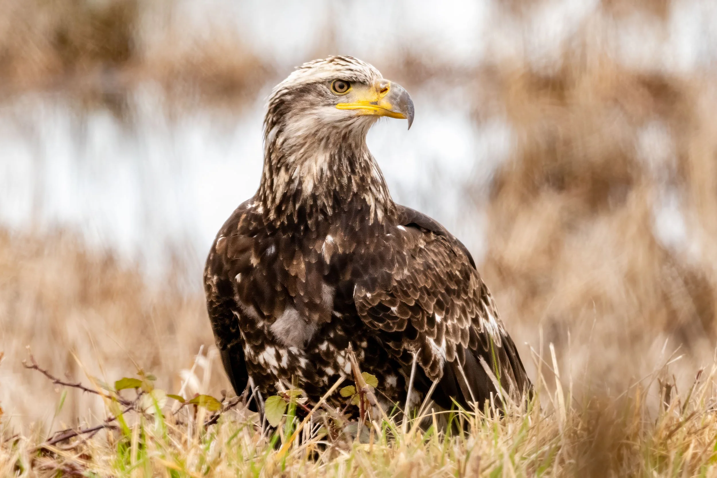 A Winter Drive through Ridgefield NWR