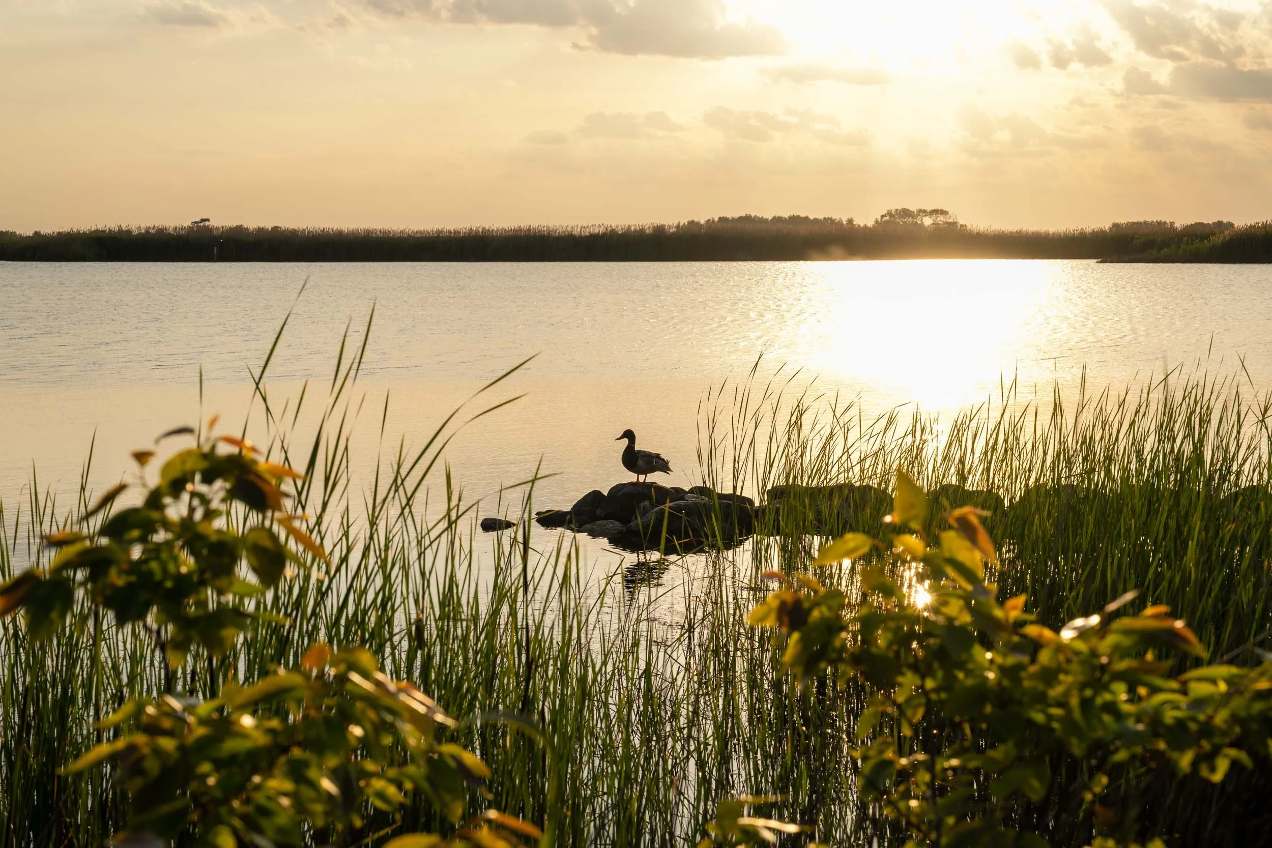 Visual Pauses: Sunset over the Marsh at Back Bay