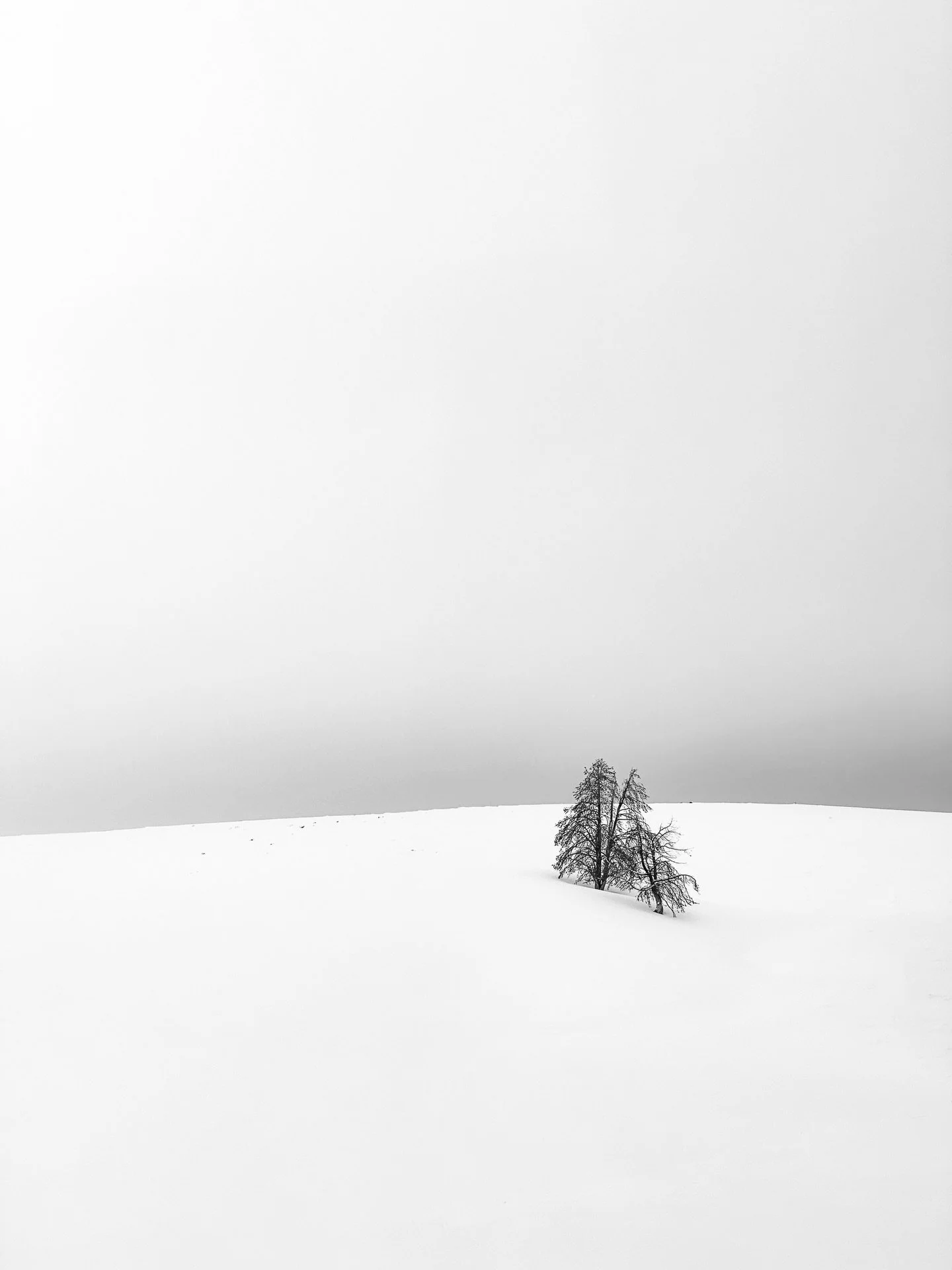 Before falling in love with the mountains, I never fully understood winter.  Winter had always been a mess of brown and gray punctuated by the loud crunch of dried leaves.  In the mountains, though, winter is a particular kind of quiet draped in a sn