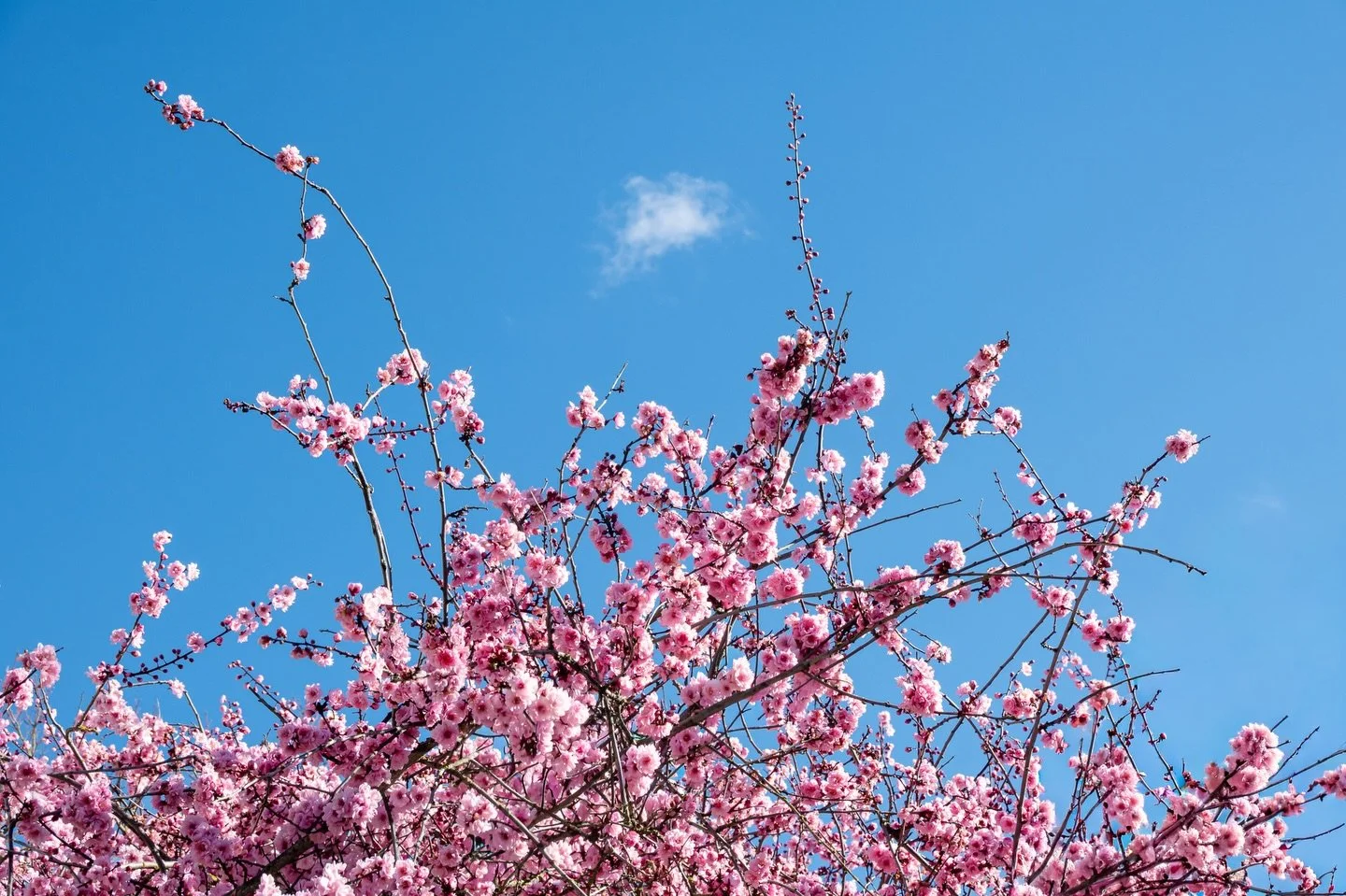 Spring is arriving in Seattle bringing sunshine and pops of color everywhere you look.  I&rsquo;ve been carrying my tiny Sony rx100 around all the time, reaching to photograph scenes that capture my attention with it rather than my phone.  I&rsquo;ve