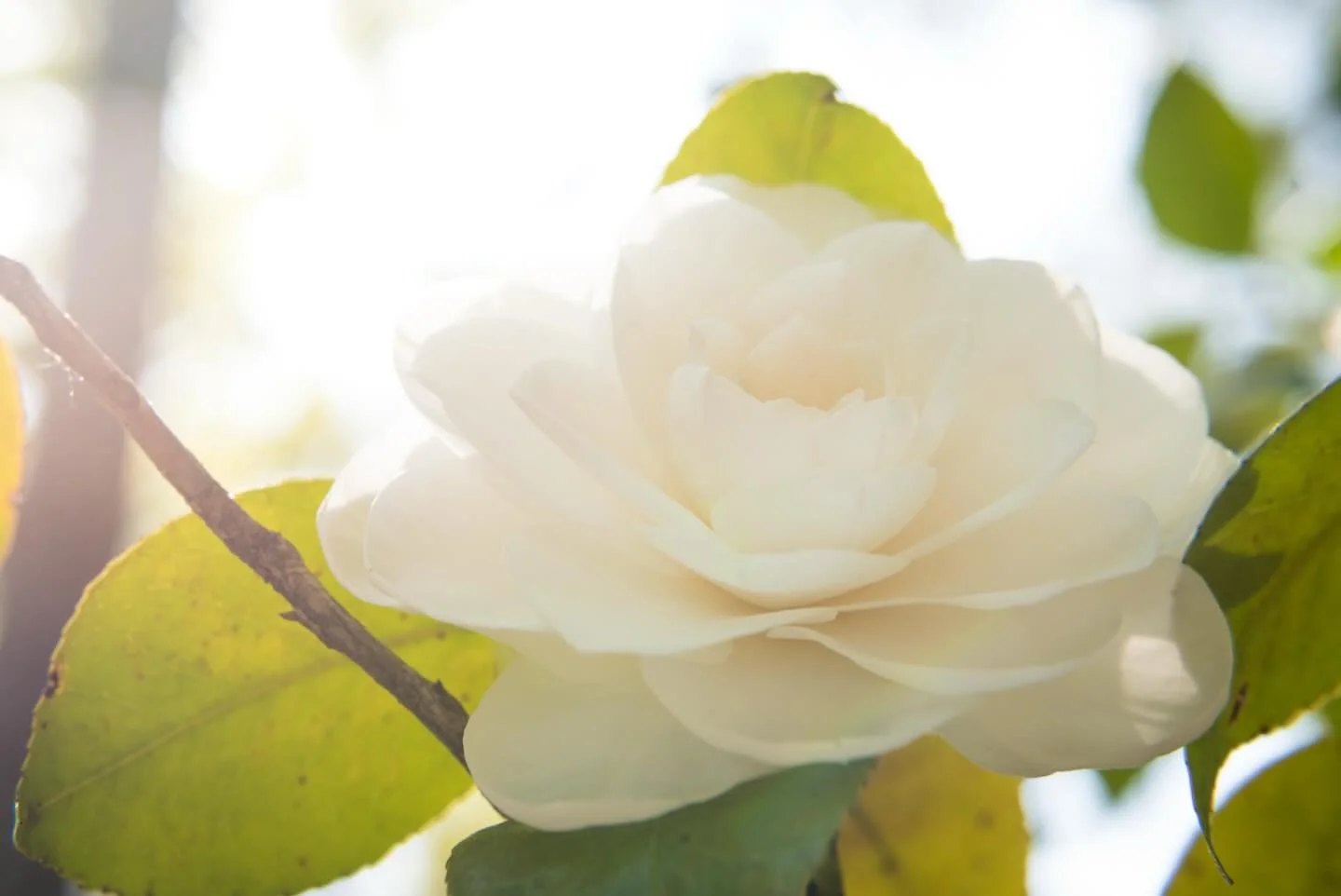 &ldquo;There are no goodbyes for us. Wherever you are, you will always be in my heart.&rdquo; ~ Mahatma Gandhi 🤍 Remembering two of the very best today 🪽