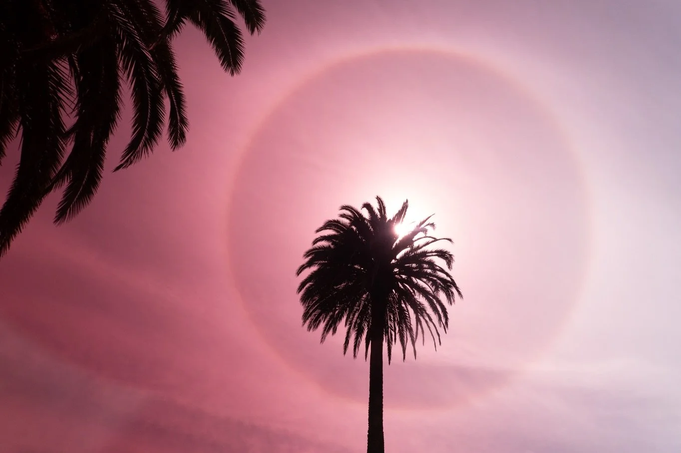 During the first photo walk at @PolaCon, we spotted the perfect sun halo framing a tall California palm. 

I looked a little deeper into the spiritual meaning behind this phenomenon, and while there are many, the one that spoke to me most is that it&