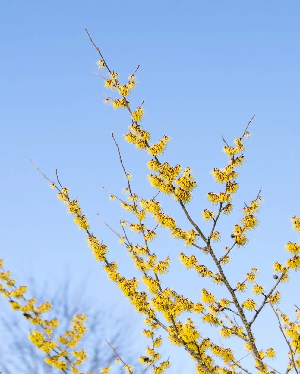 I might be a little obsessed with the witch hazel in the neighborhood. 💛 Did you know that witch hazel petals are actually tiny thermostats? When the temperature drops too low, they curl up tightly to protect themselves, then unwind again the moment