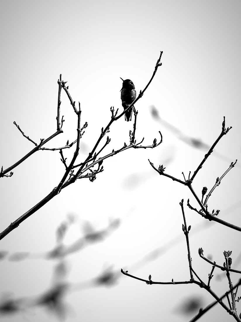 For weeks this little beauty has been crooning from the tangle of trees along our sidewalk.  Rain or shine, it seems, he starts the day early and ends it just after dusk, a constant chorus of melodies.  I finally caught sight of him during a break in