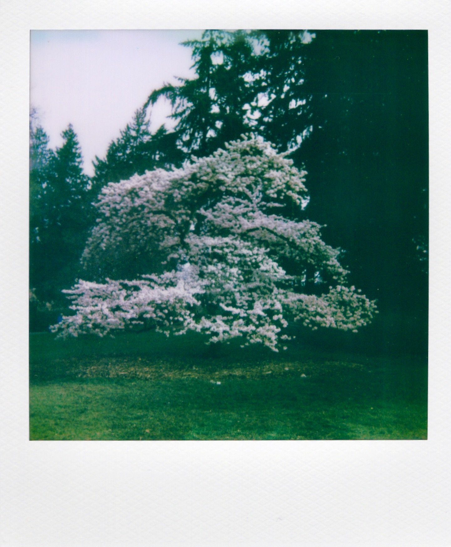 🎞️ One last photo walk with the awesome Seattle @theclickcommunity crew.  Swipe through to see our day tromping through the mud under the cherry blossoms. 🌸

In a town known for it&rsquo;s &ldquo;freeze,&rdquo; I&rsquo;ll forever be grateful that t