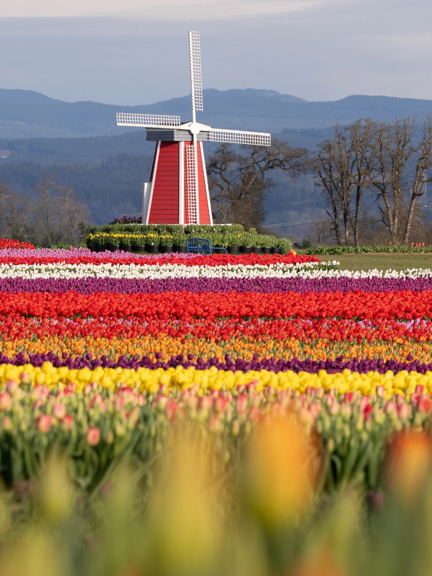 Endless rows of color 🌷 It was incredible to see the fields of tulips at @woodenshoefarm last week. 40 acres is hard to wrap your head around until you&rsquo;re standing right in front of those incredible lines of color.

📷 @sonyalpha a7rV

#Wooden