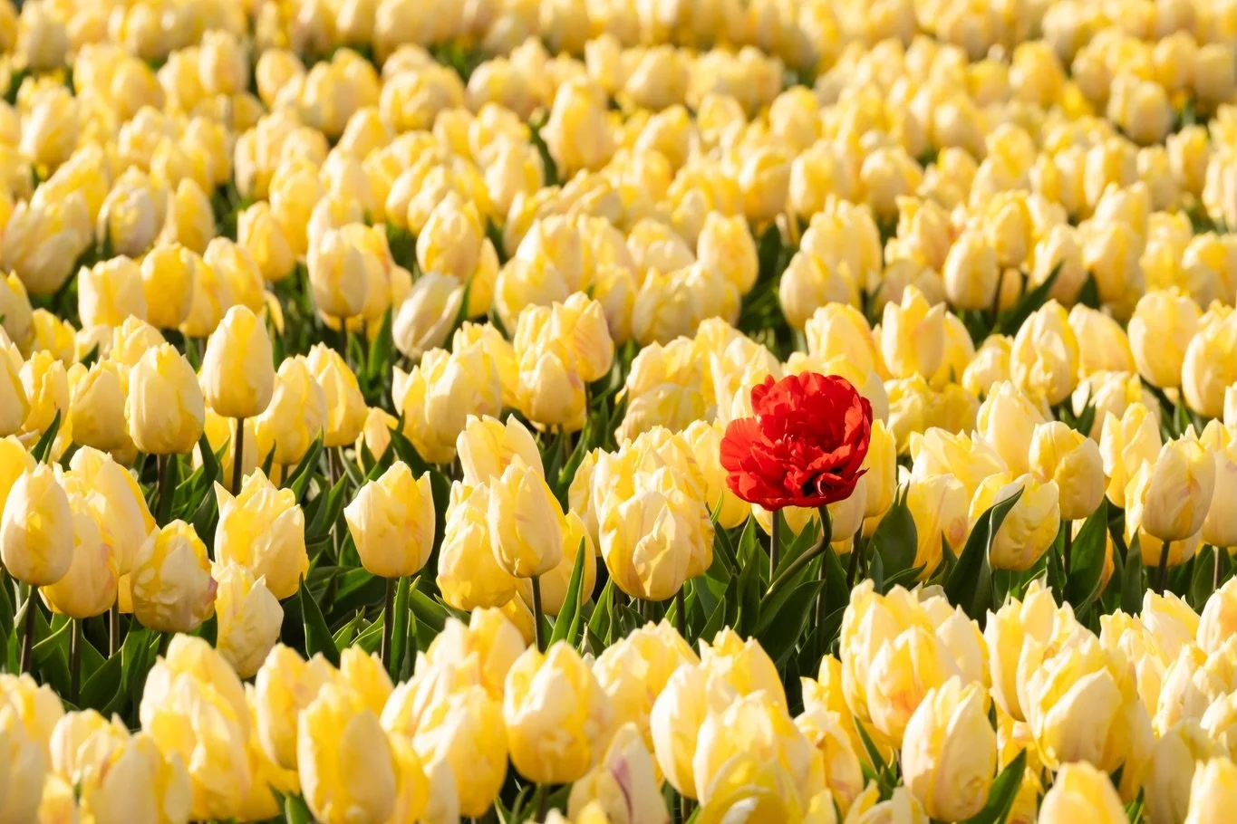 One of my favorite things about visiting the tulip fields at @woodenshoefarm was spotting the outliers- the single flower of a different color popping up in of a sea of sameness. 

Welcome to the @theclickcommunity Mentors loop, where we come togethe