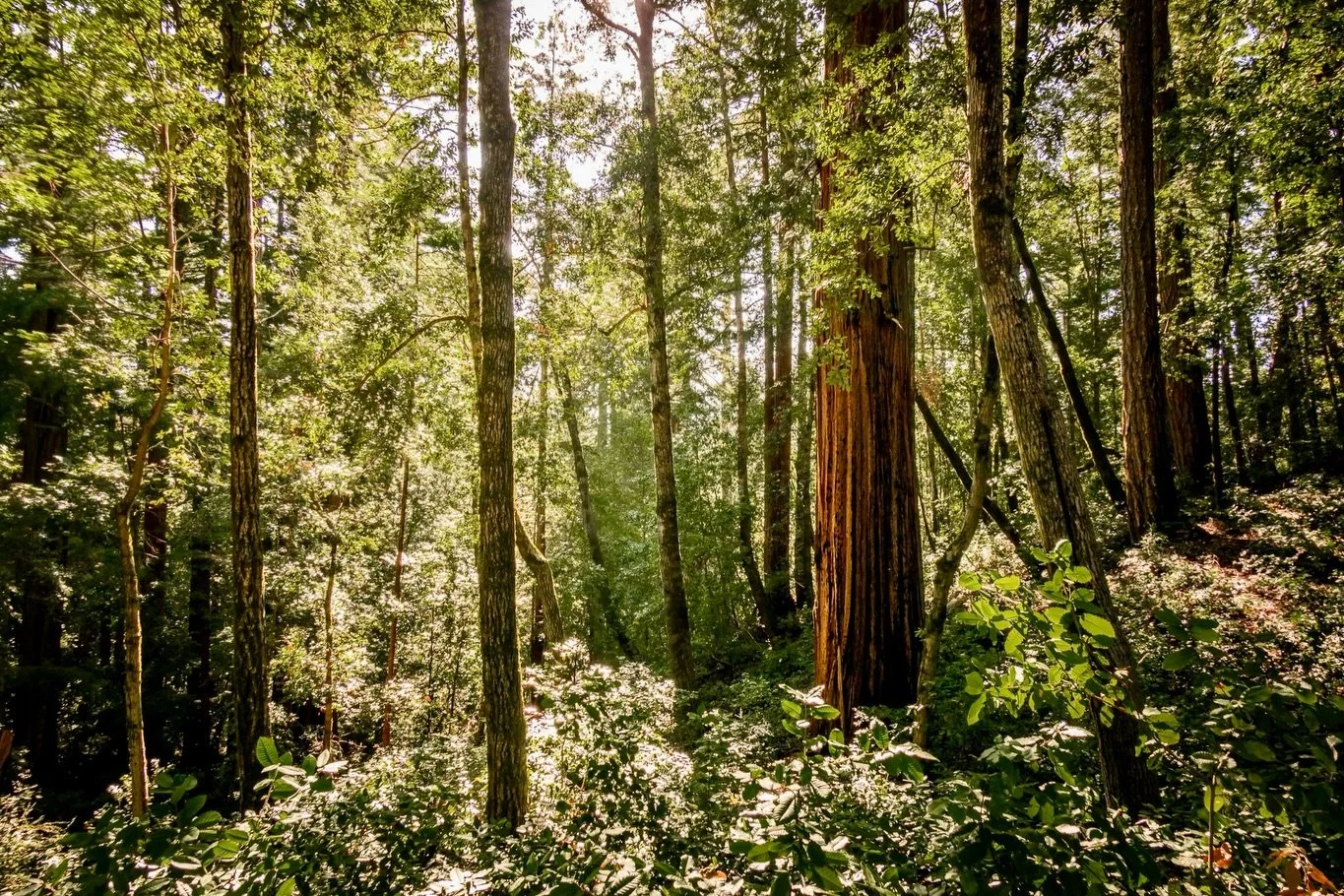 After 6 years in Seattle, we&rsquo;ve made our way back to California.  While I left a little piece of my soul in the evergreens, the long, slow drive down the coast offered plenty of reminders of what I love about this beautiful state. 

I&rsquo;m l