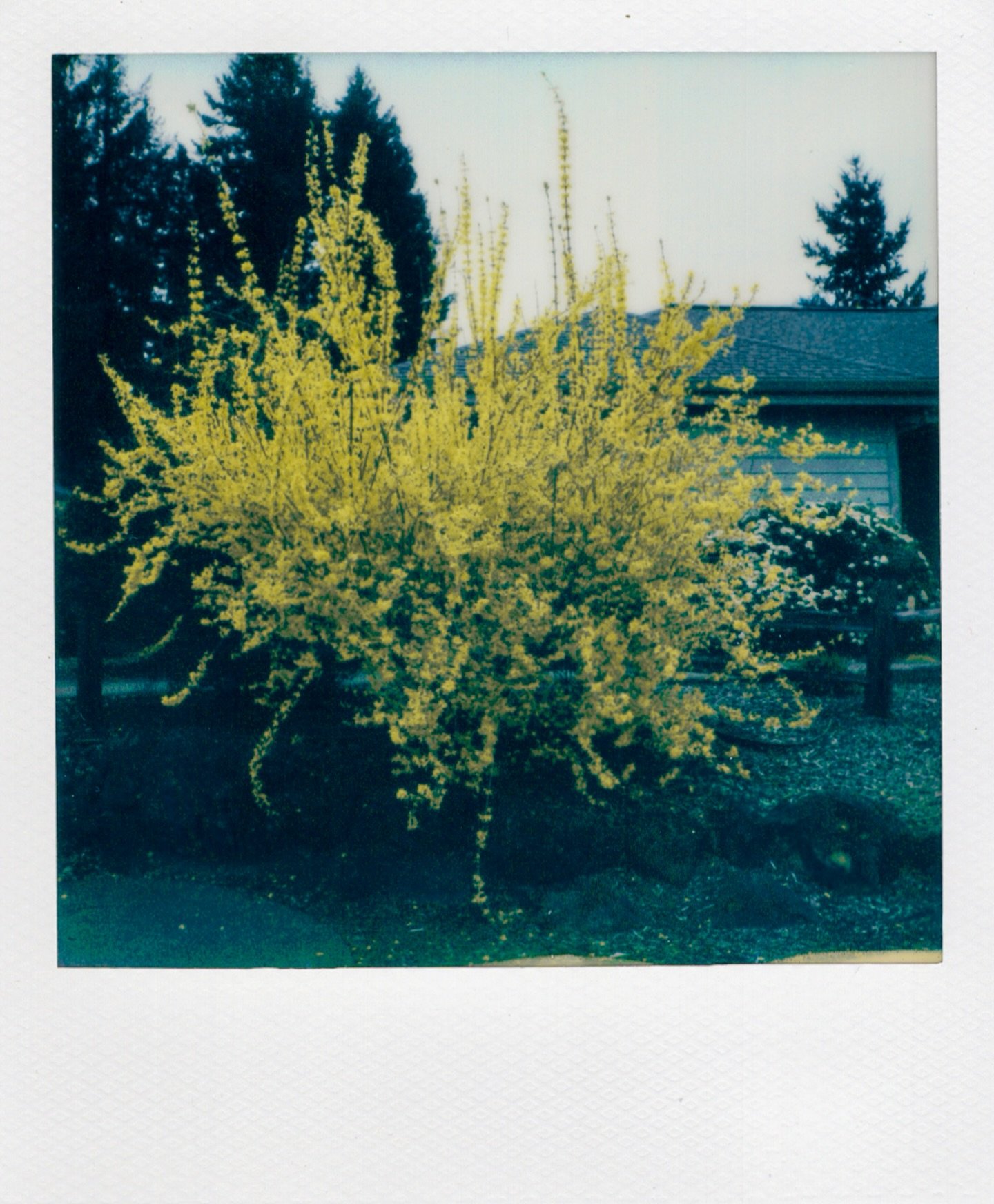 Flaming forsythia 💛 

@polaroidweek day 1

📷 Polaroid I-2

#PolaroidWeek #polaroidi2 #roidweek #polaroidlove