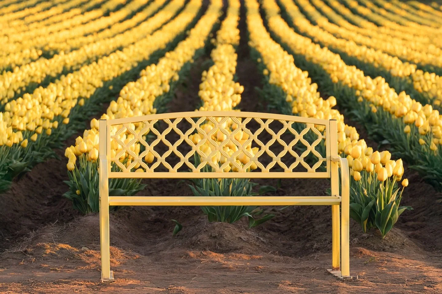 💛 I love how @woodenshoefarm paired colored benches with their colored tulip fields. This yellow bench in front of rows of yellow tulips was one of my favorite scenes in my visit to the farm.

📷 Sony a7rV

#sonya7rv #tulipfield #oregon #woodenshoet