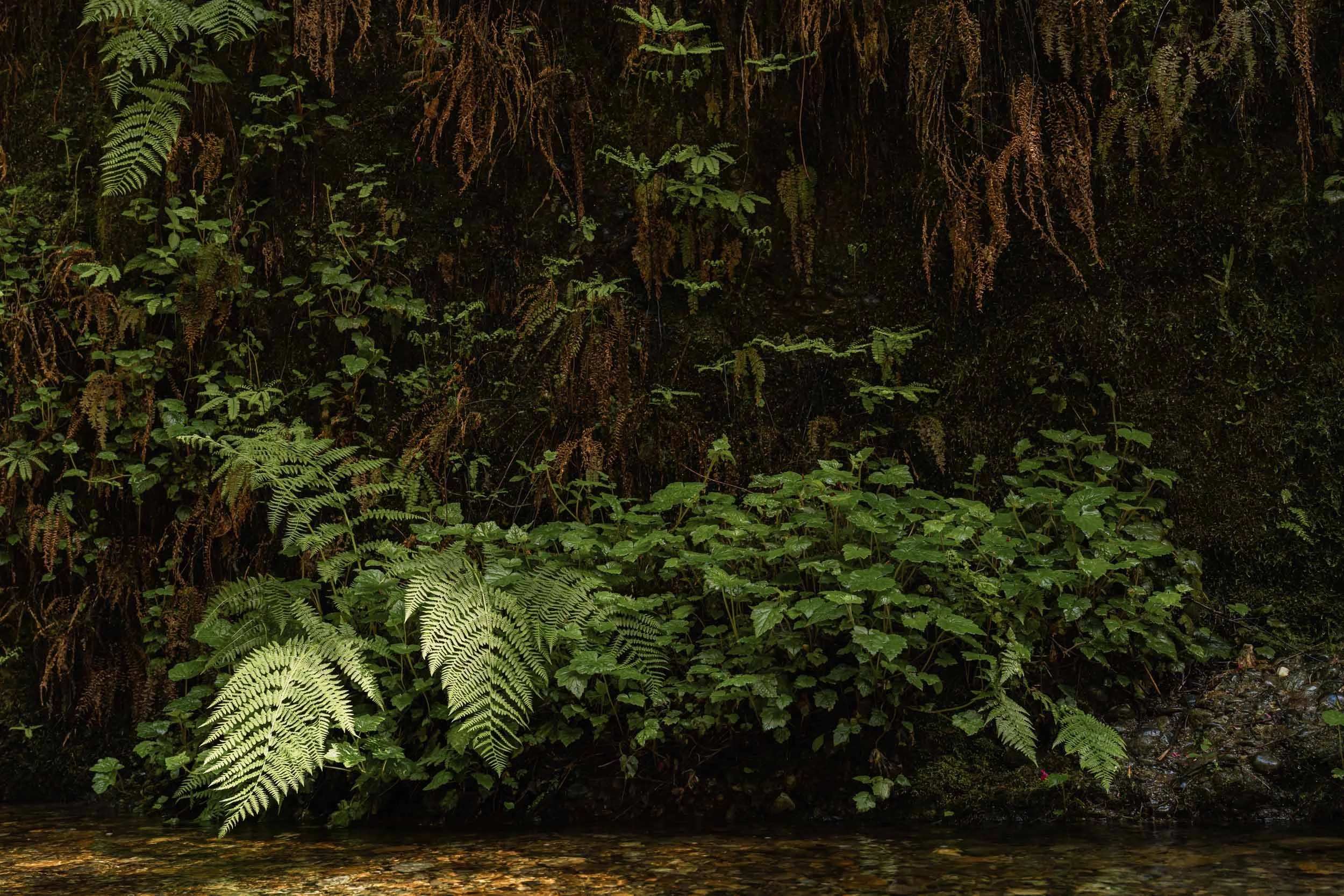 Redwoods and Fern Canyon: Wandering the Northern California Coast