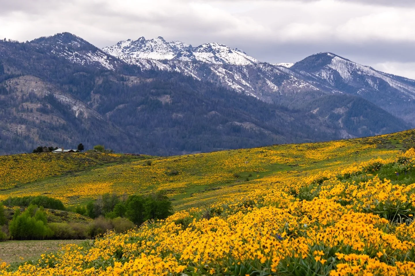 From a day last spring appreciating the incredible balsam super bloom in Winthrop.  If you just glance, the photo looks almost like a horizontal diptych, the contrast so great between the mountains and the hills.

📸 Joining together to share inspira