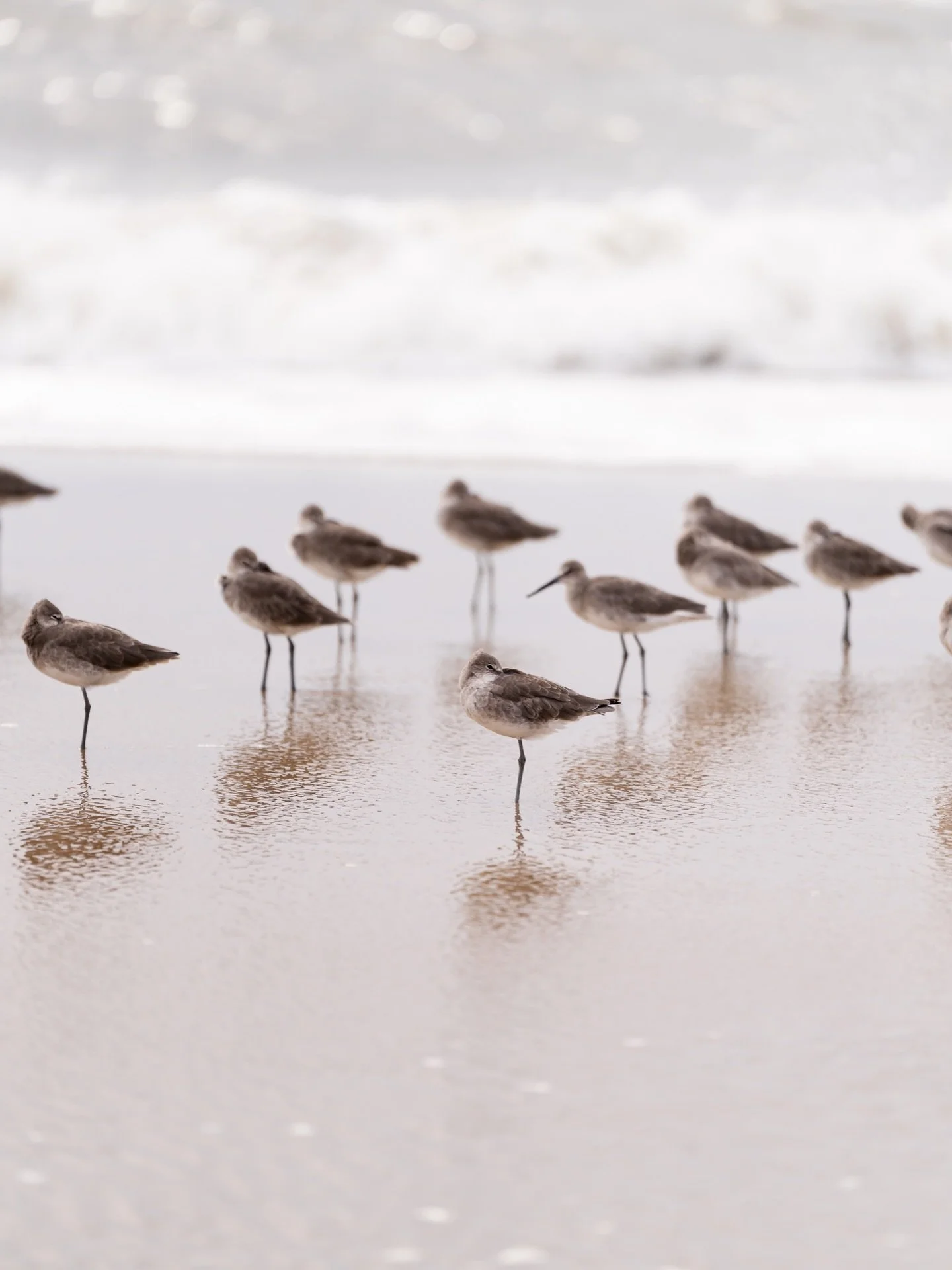 Birds of a feather 💙

#thesaltwaterretreat #shorebirds #outerbanks #capehatterasnationalseashore