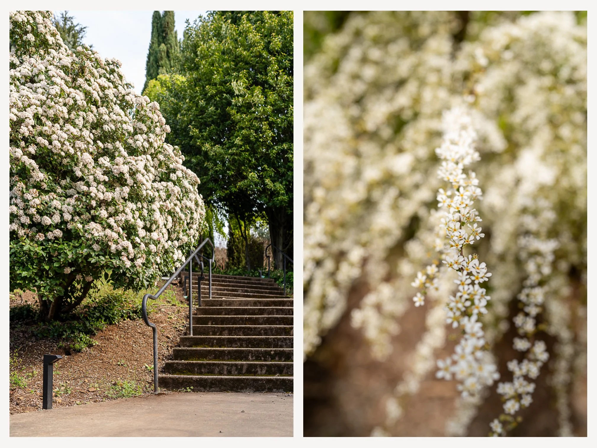Blossoms at Oregon Gardens.jpg