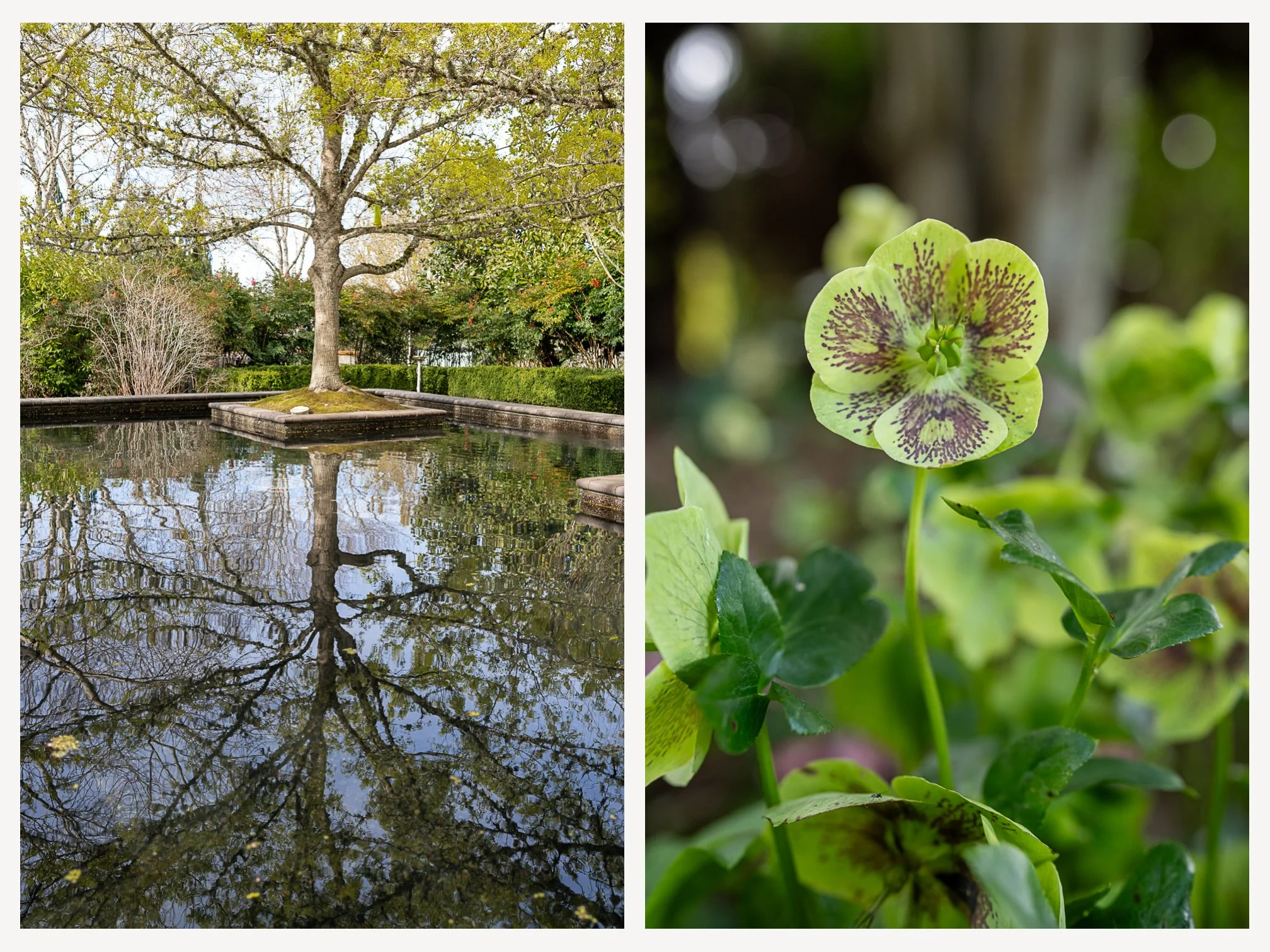 Oregon Gardens.jpg