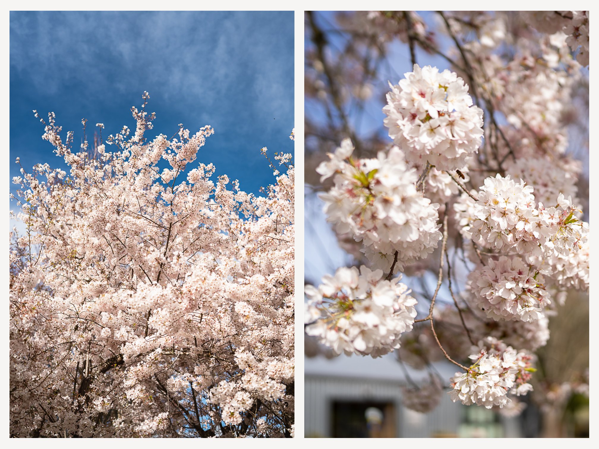 Oregon Gardens Cherry Blossoms.jpg