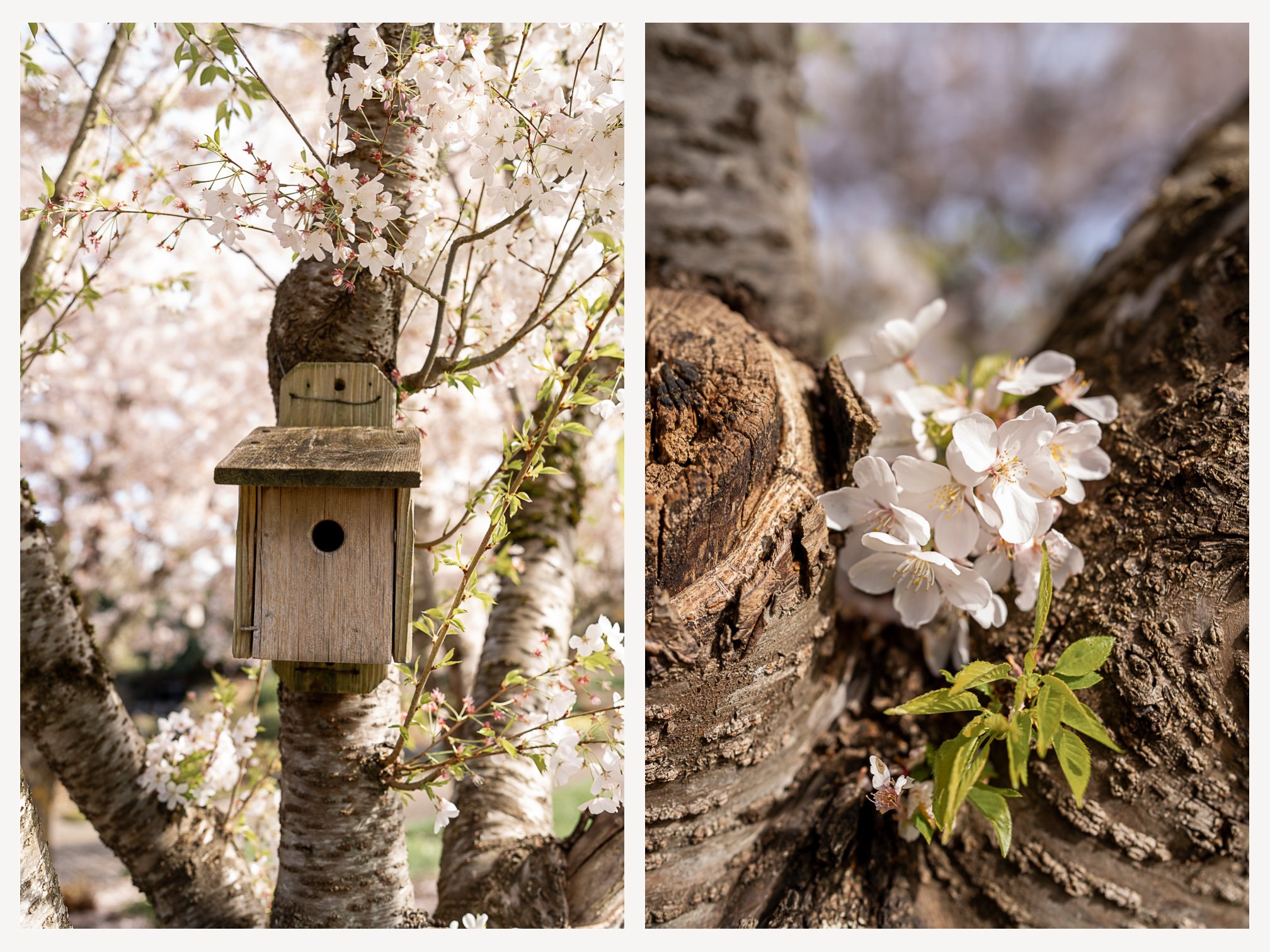 Cherry Blossoms at Oregon Gardens.jpg
