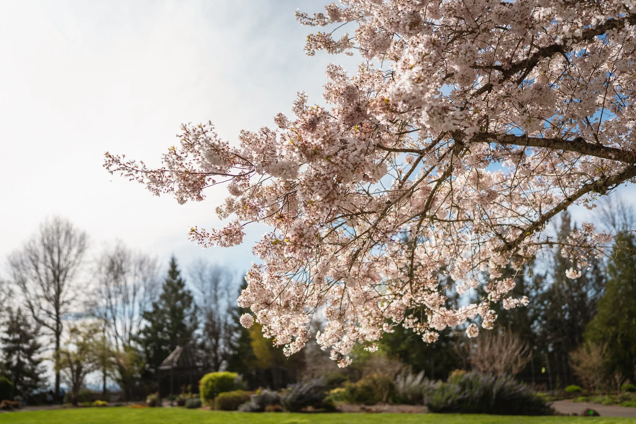 Spring at Oregon Gardens-3.jpg