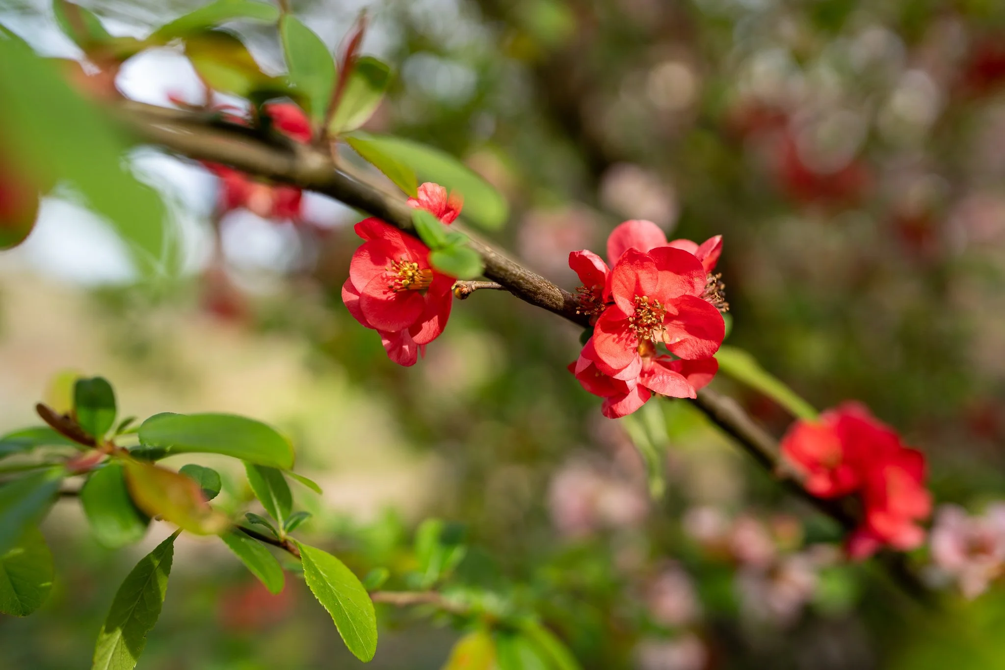 Spring at Oregon Gardens-5.jpg