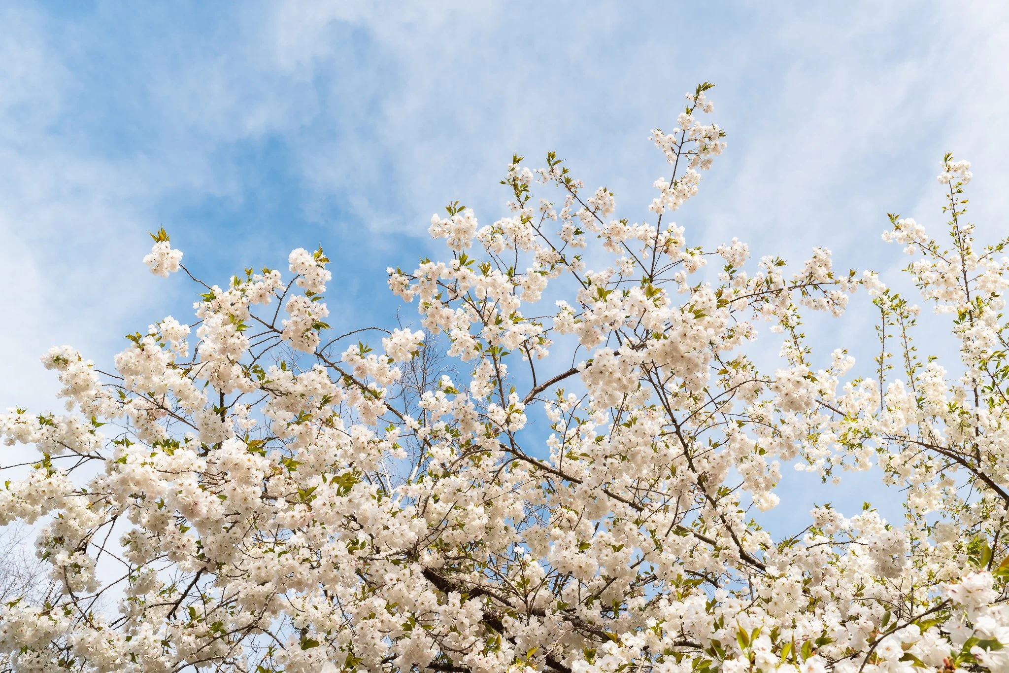Spring at Oregon Gardens.jpg