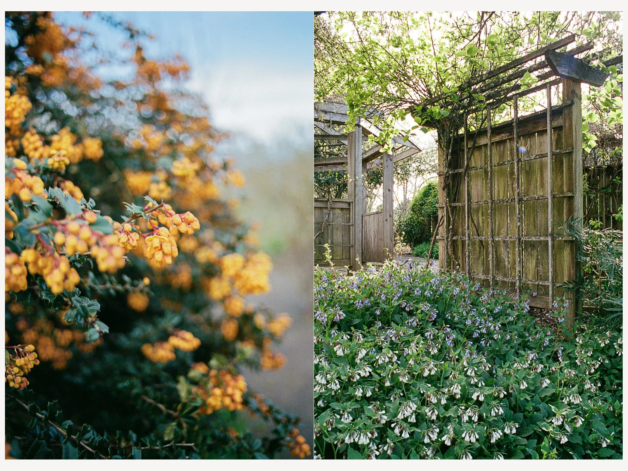Spring at Oregon Gardens-Film.jpg