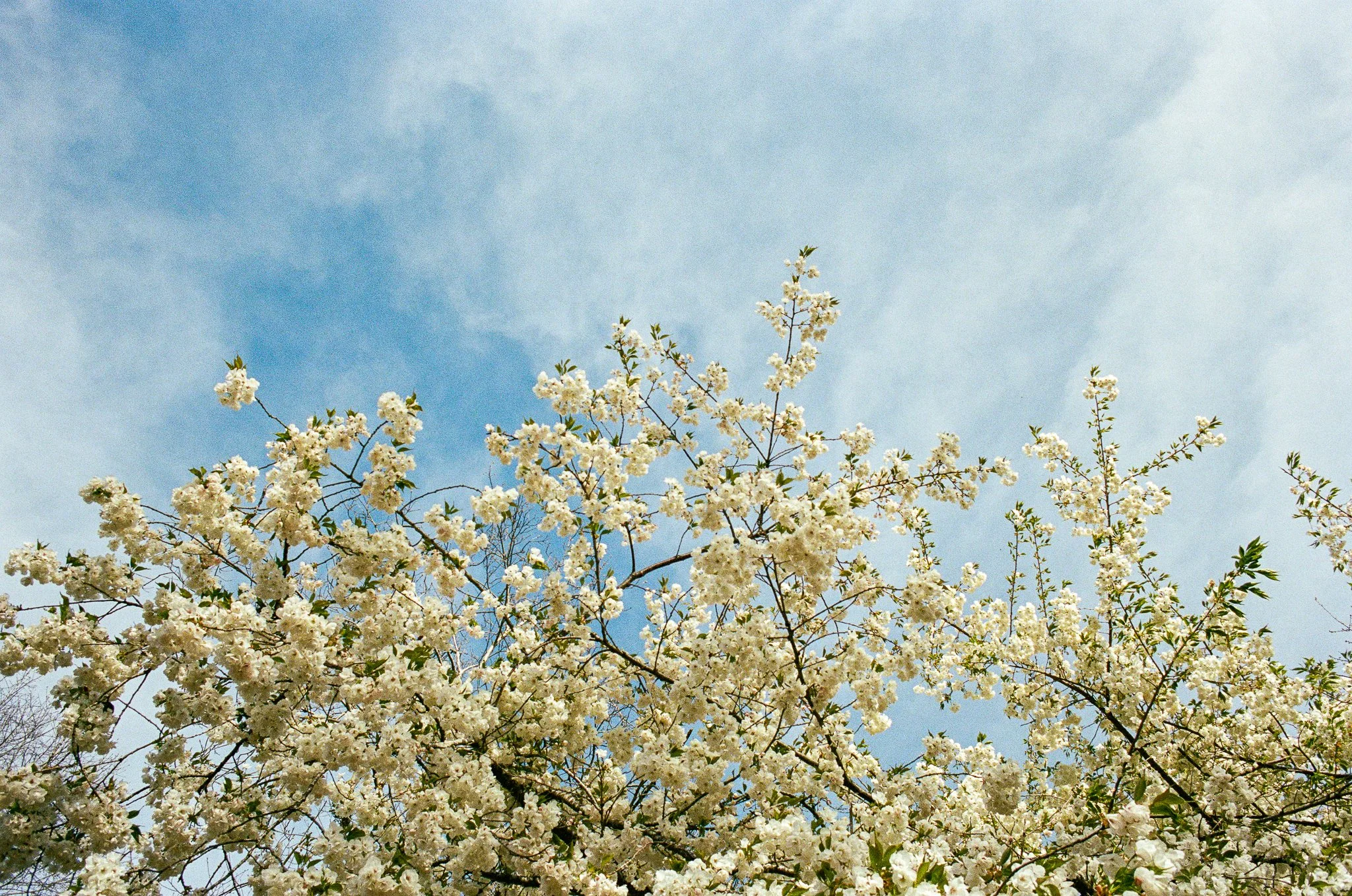 Oregon Gardens on Film-2.jpg