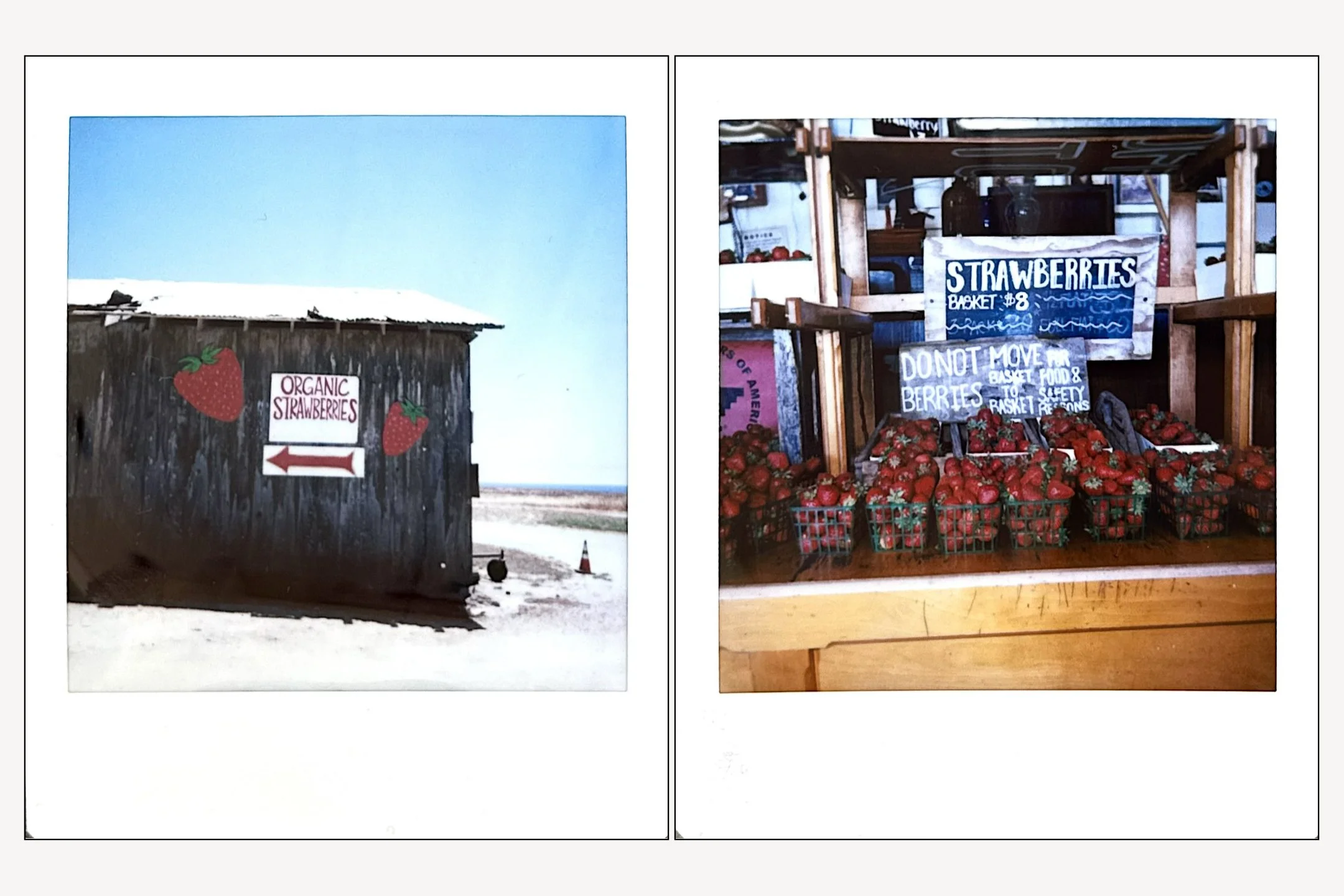 Strawberry Pickin’ on the Instax SQ6 Square