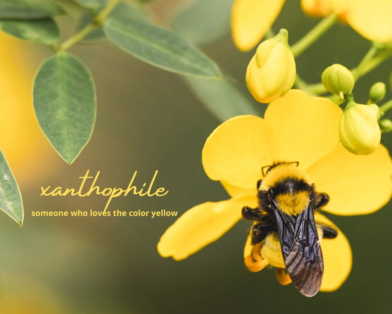 Some yellow seen lately 💛

Shades vary, luminance shifts with light, colors change with contrast, but the feeling remains the same.  To me, yellow always means joy, warmth, and hope.

Photo 1 | The Pollinator / Bumble Bee

Photo 2 | Beach Cruiser / 