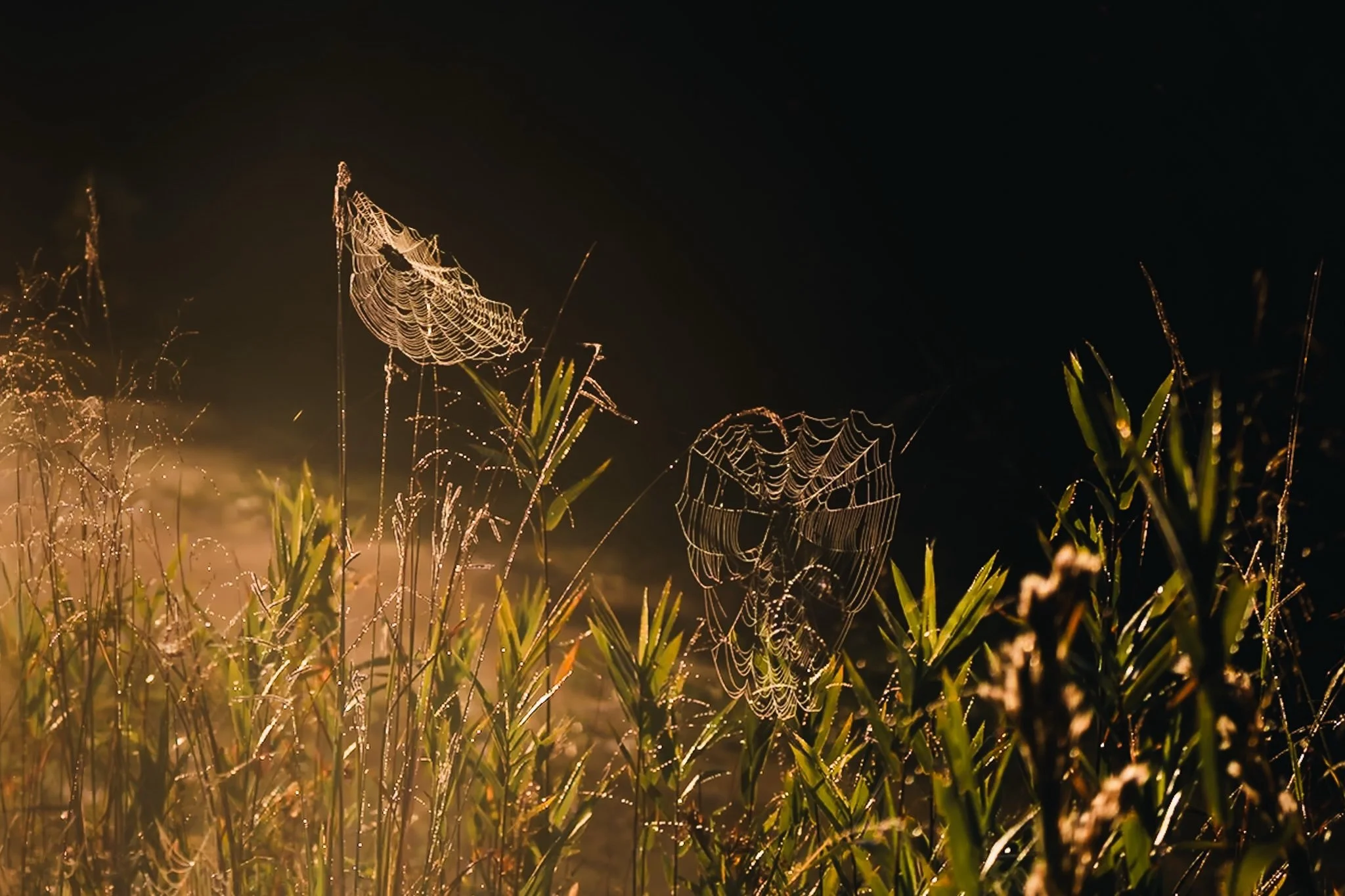 In this week&rsquo;s creative practice for @theclickcommunity p52, we explored the concept of serotinal. Defined as the period of late summer, it&rsquo;s all about that quiet transition as the season slowly winds down and fall begins to settle in.

W