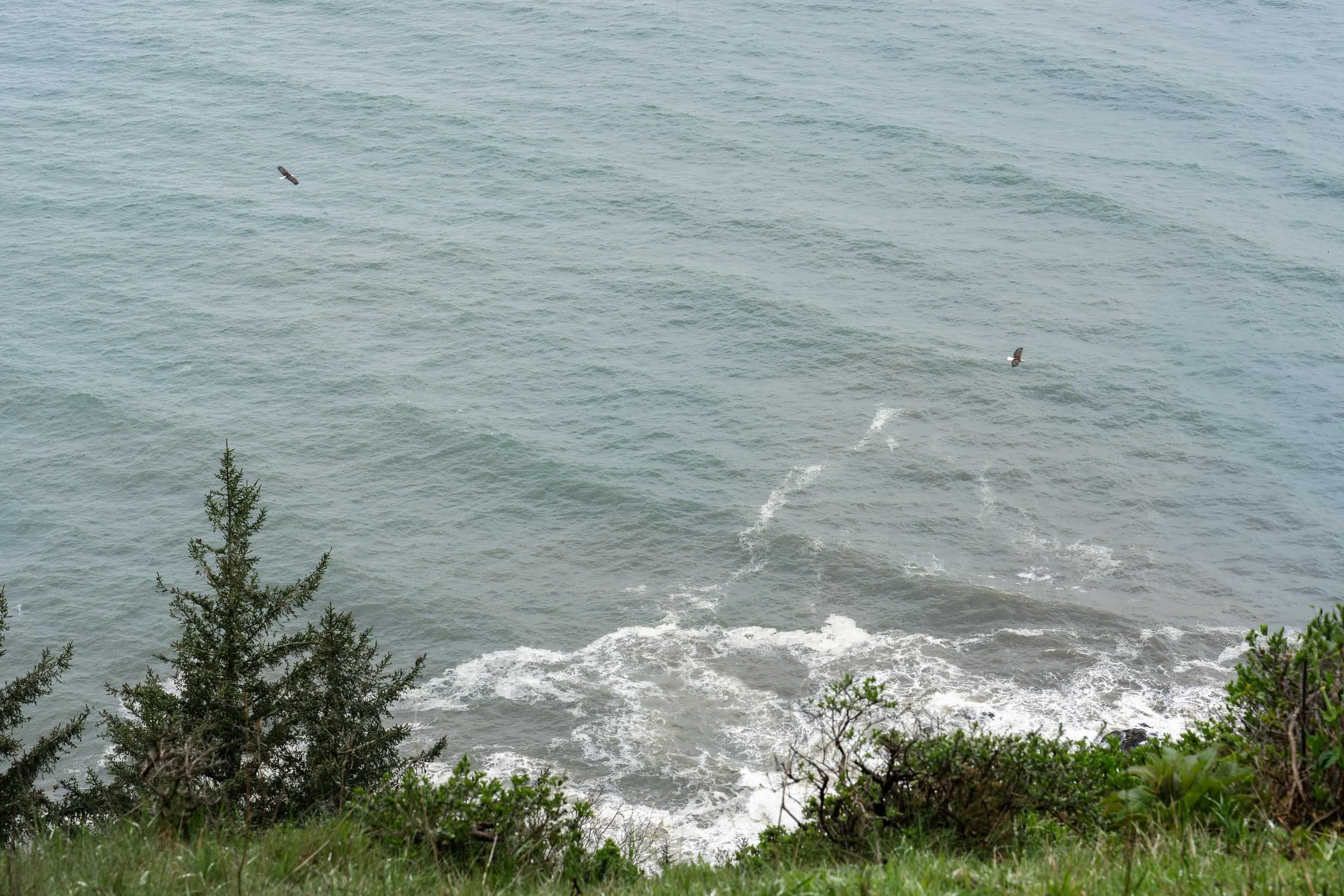 Pair of Bald Eagles at Cape Perpetua Overlook, Oregon