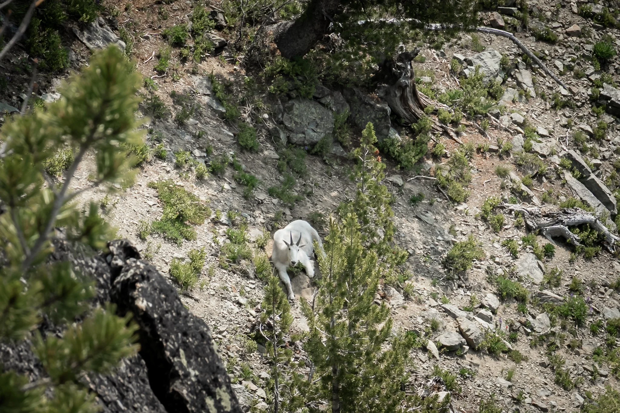 goat resting in the shade at goat peak
