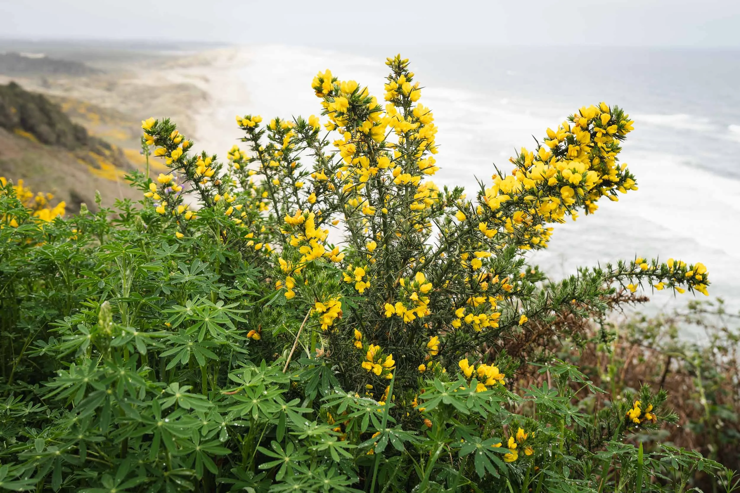 Gorse at Oregon Dunes
