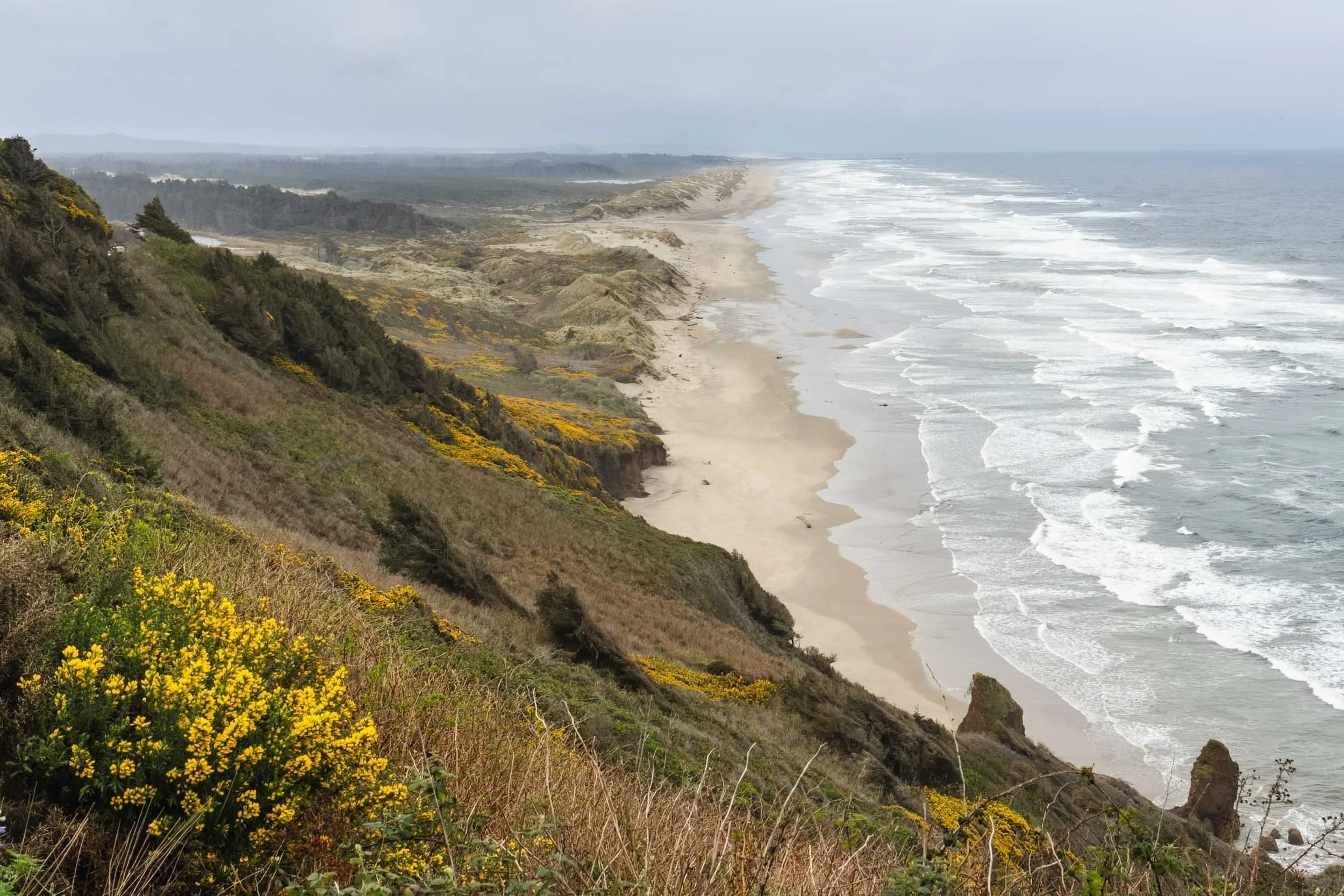 Wildflowers at Oregon Dunes