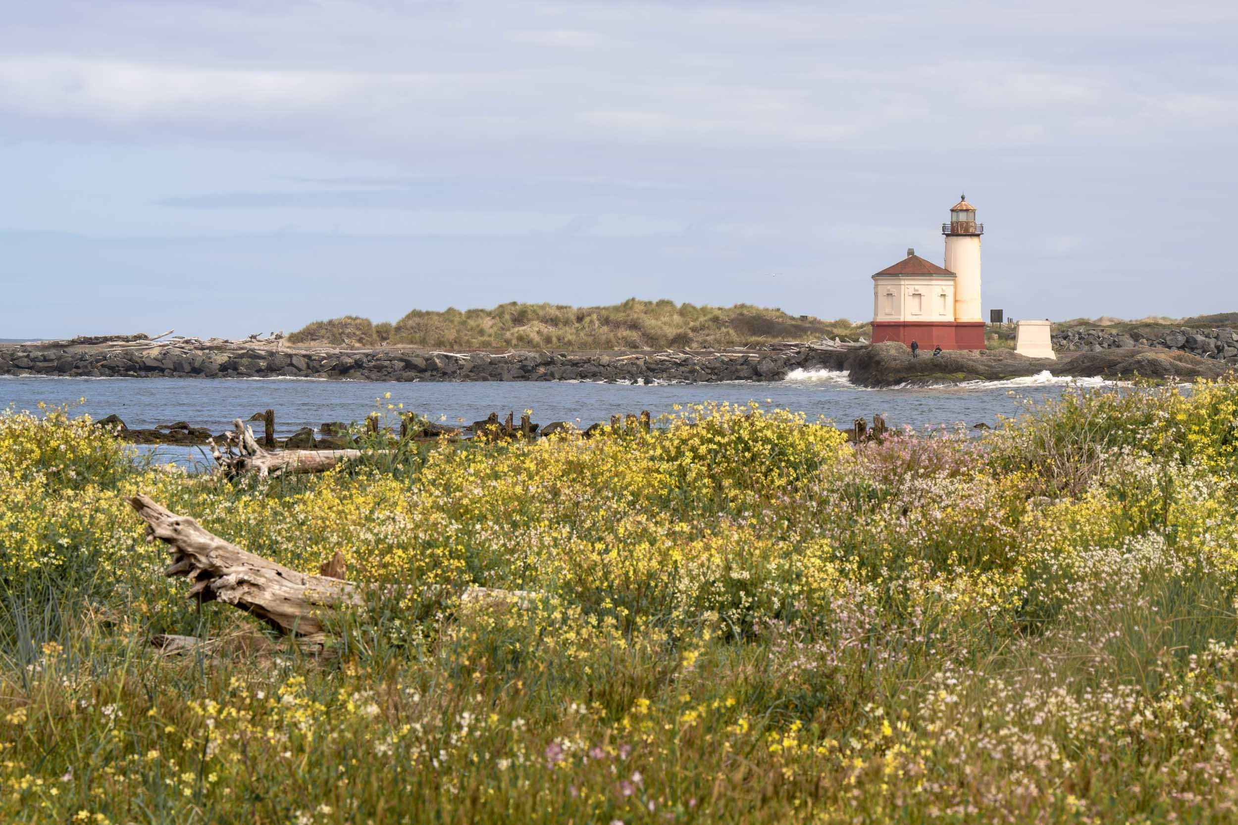 Wildflowers at the Coquille River Lighthouse, Bandon Beach