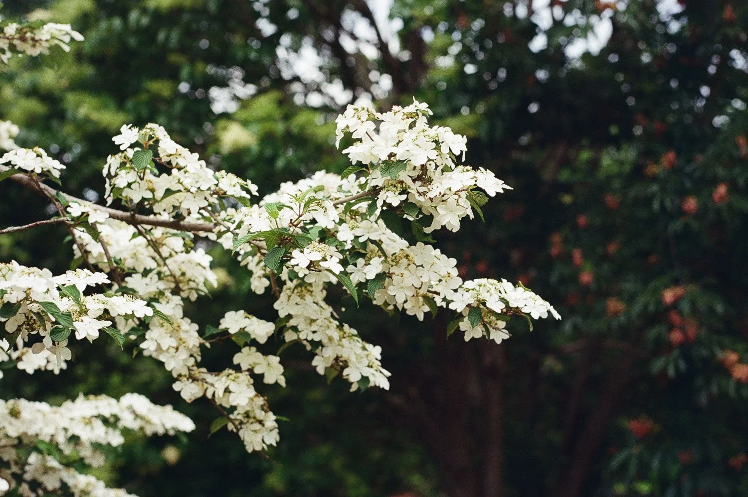 White flowering branches with green leaves against a dark green leafy background.
