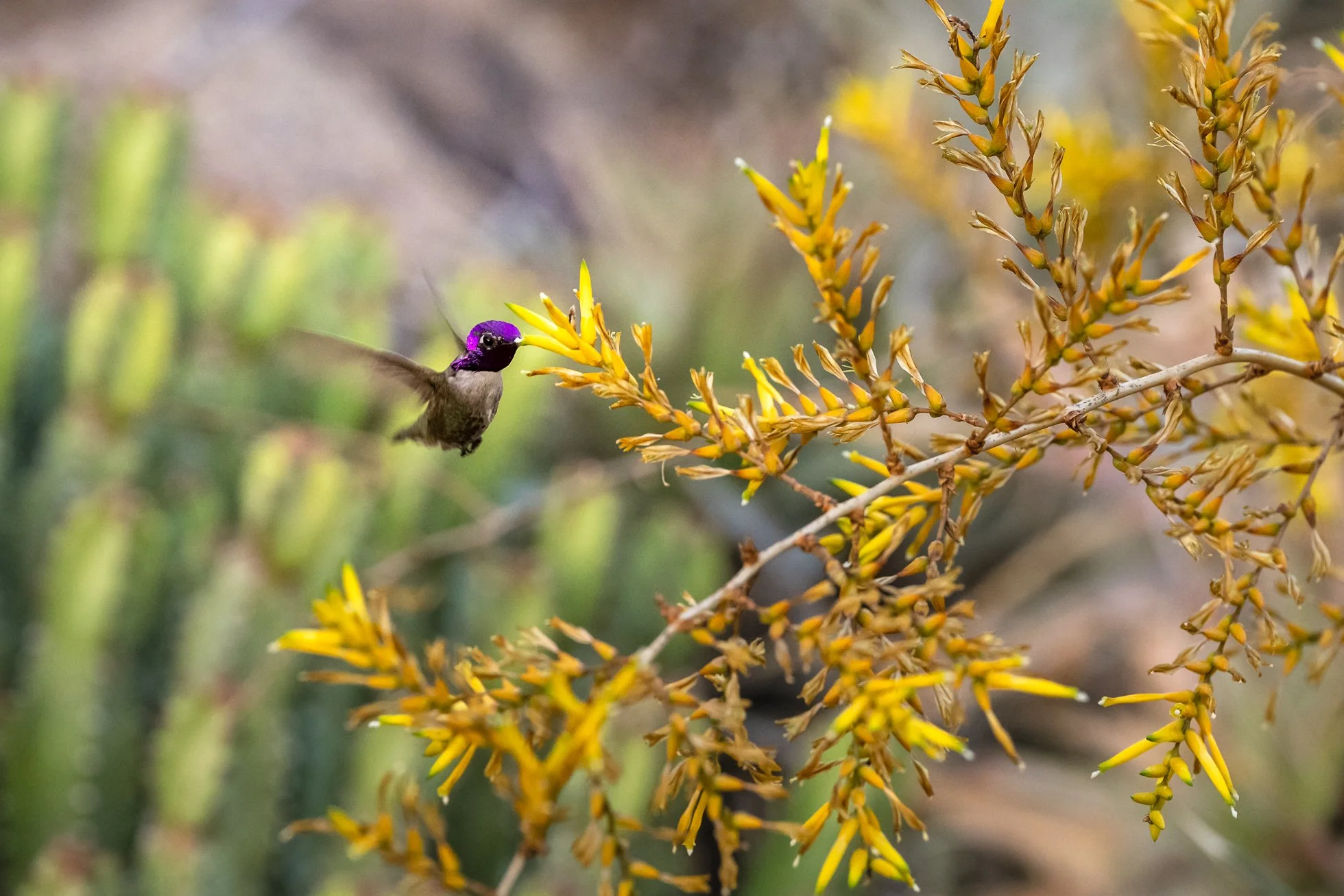A Visit to Desert Botanical Gardens in Phoenix | Jennifer Carr