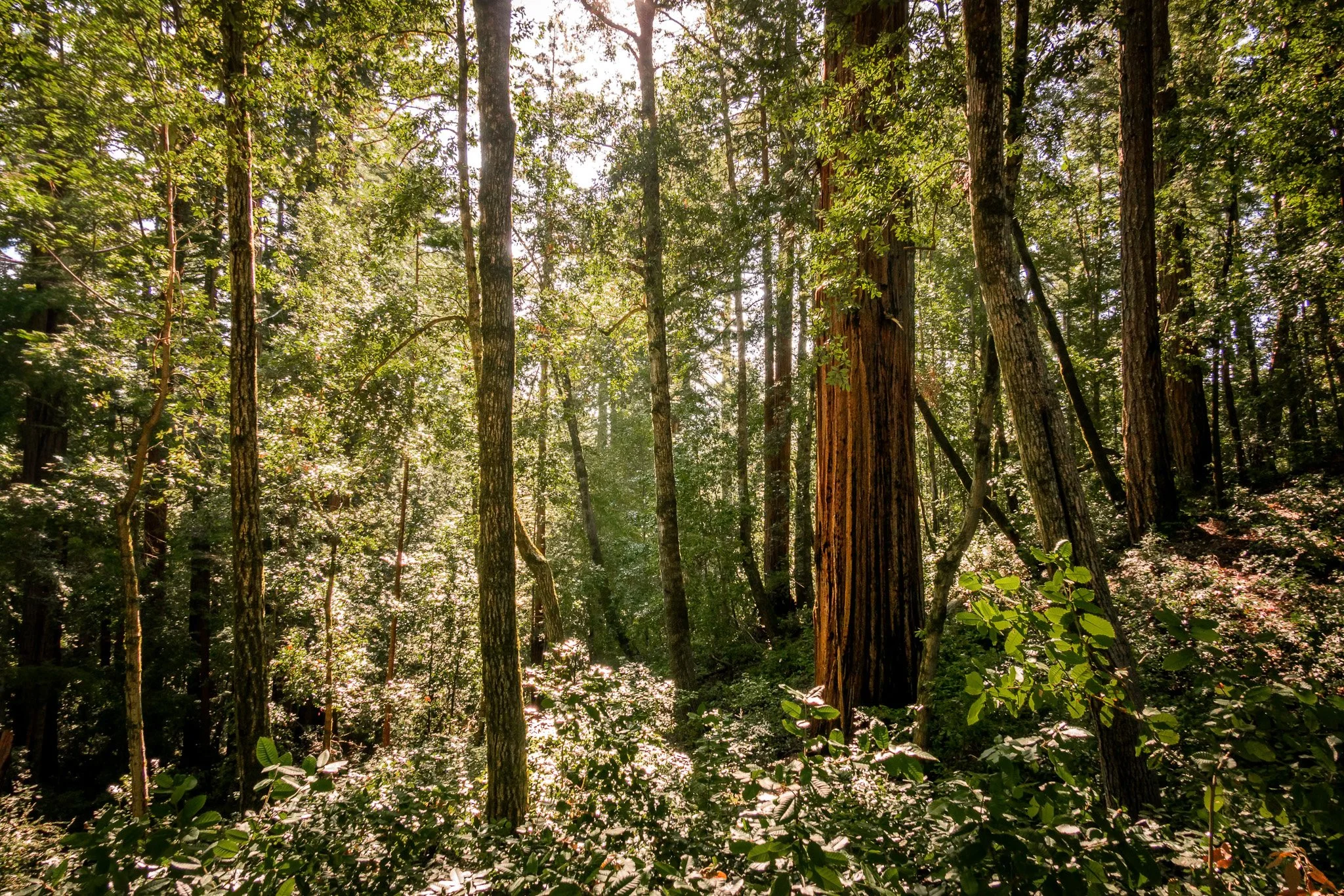 Sunlight filtering through dense green forest with tall trees and thick undergrowth.
